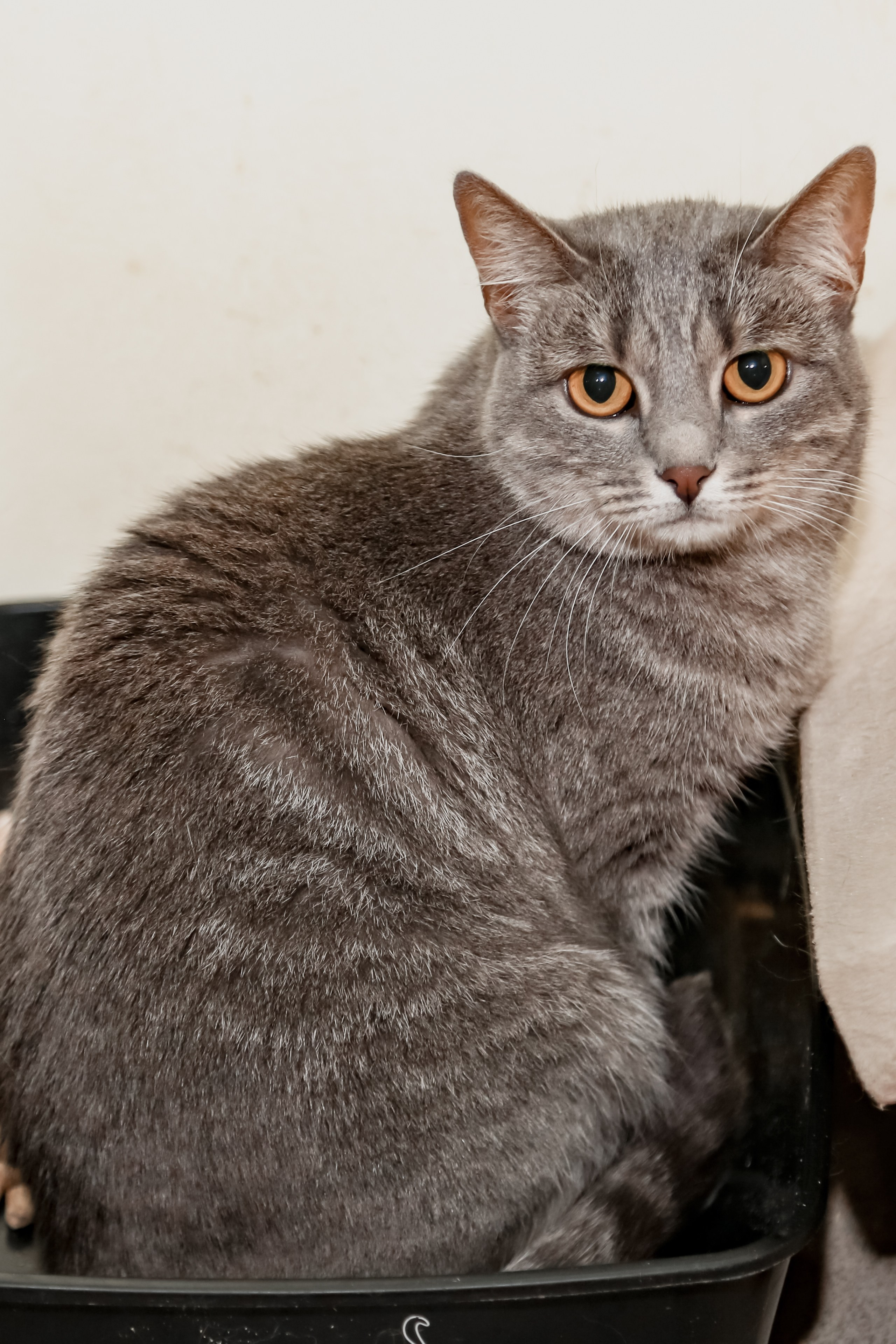 Приют Кошкин Дом Филимоша. Ваш фотограф в Оренбурге Рощупкина Екатерина