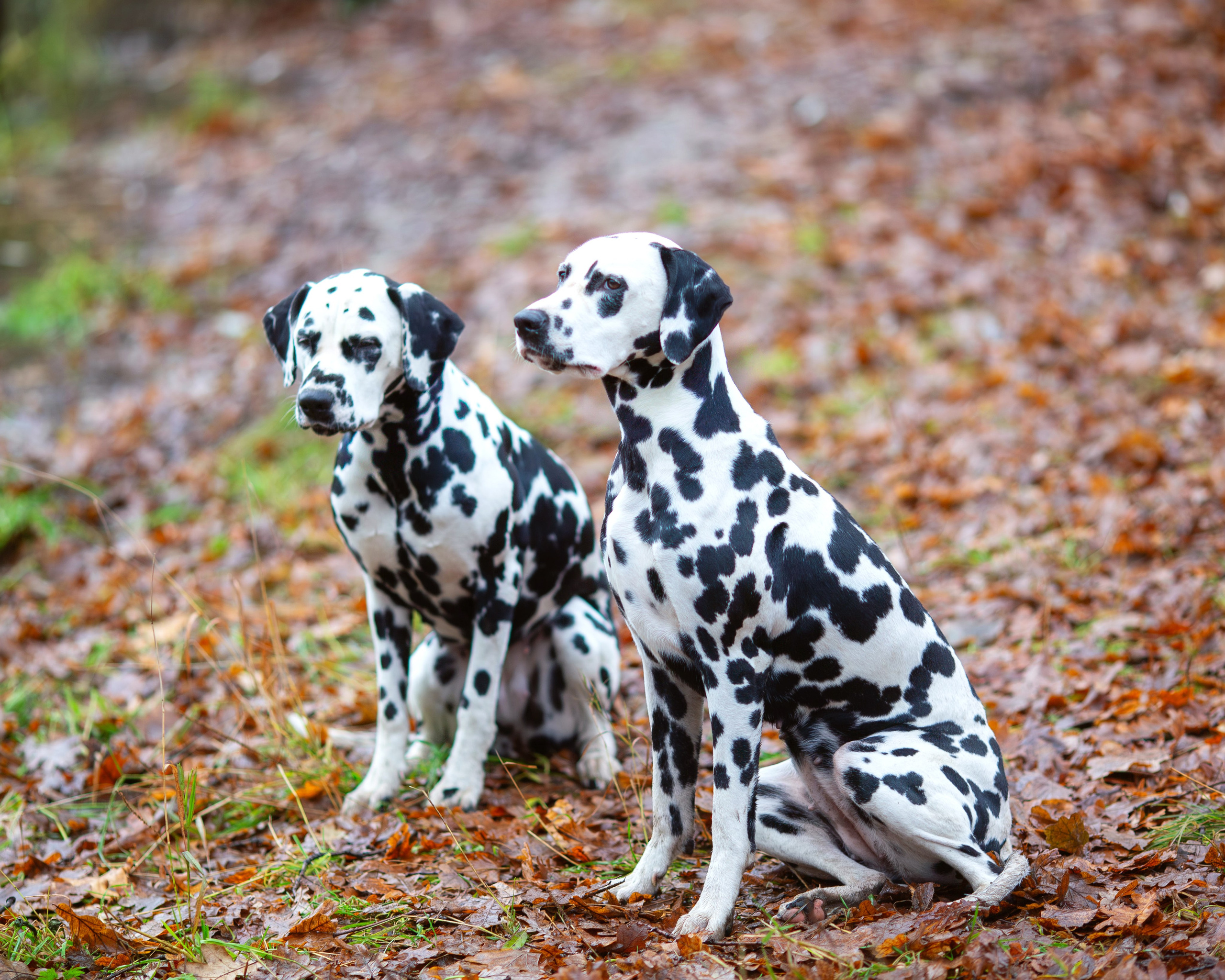 Осенняя съемка Евгении и Ксении. Семейный и детский фотограф в Москве Юлия