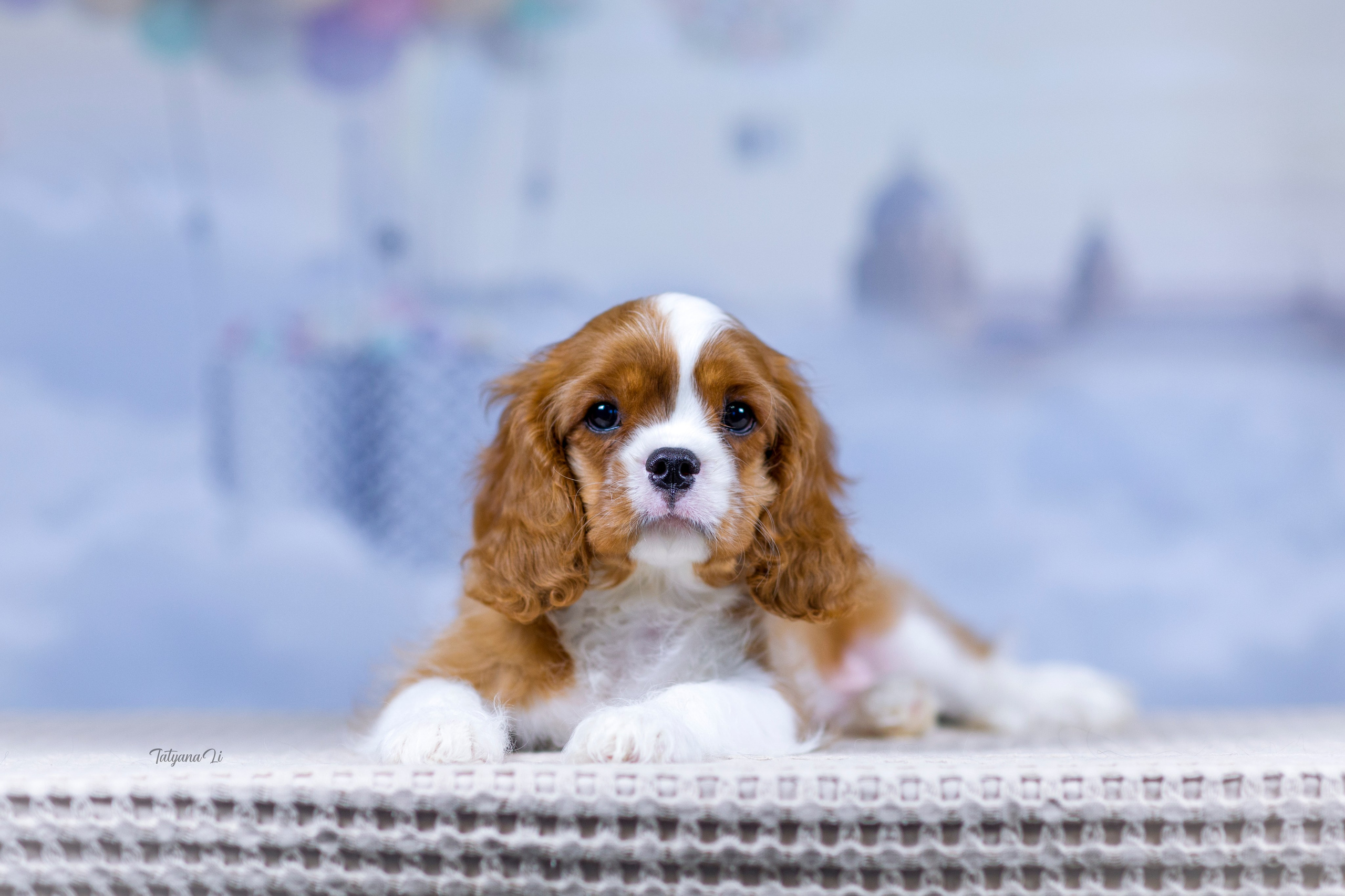 Кавалер-Кинг-Чарльз-Спаниель. Фотограф — анималист Татьяна Ли