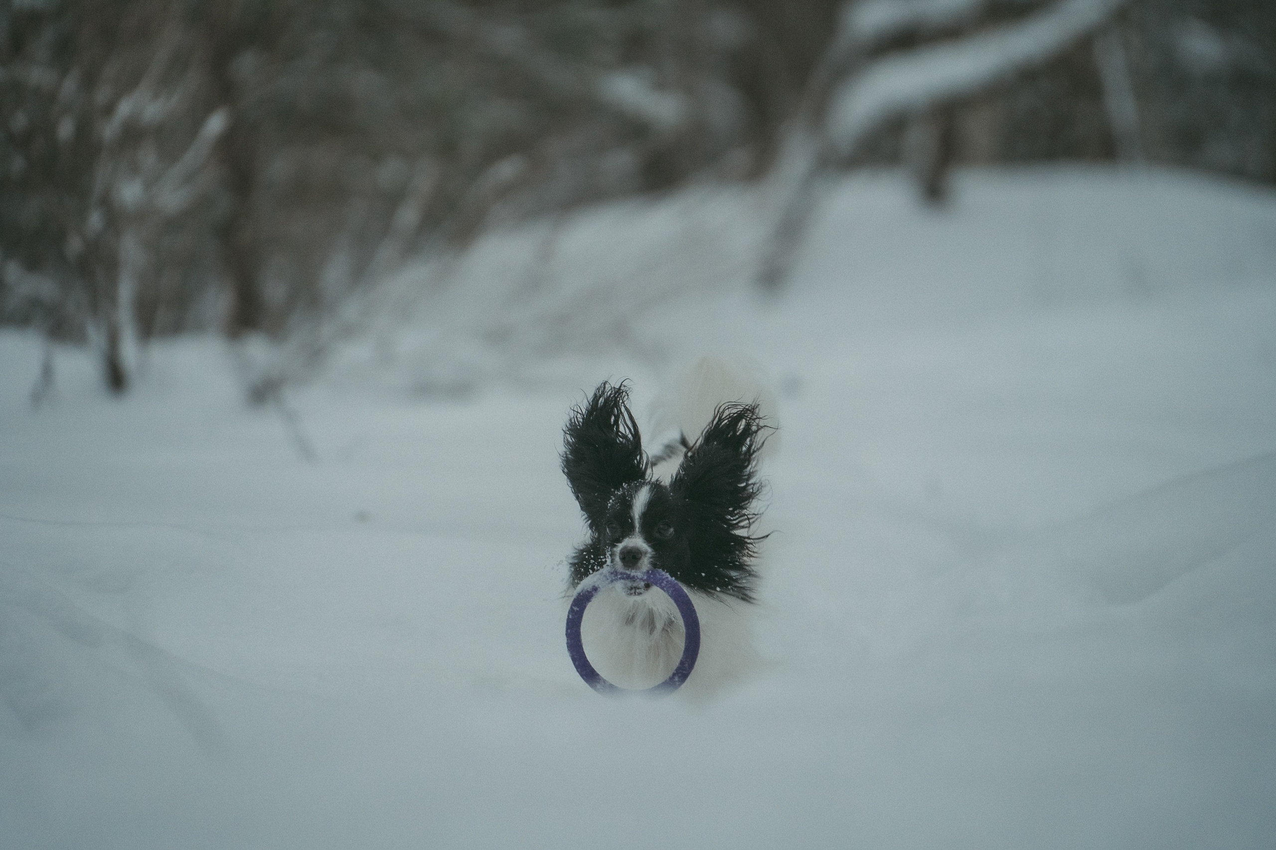 Альбина и Амелия. Фотограф анималист в Москве и Санкт-Петербурге Свиридова Анна