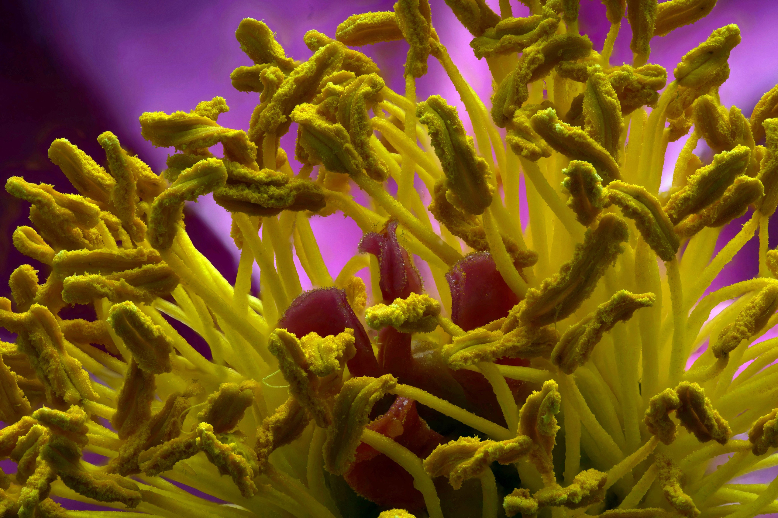 Macro — Макро