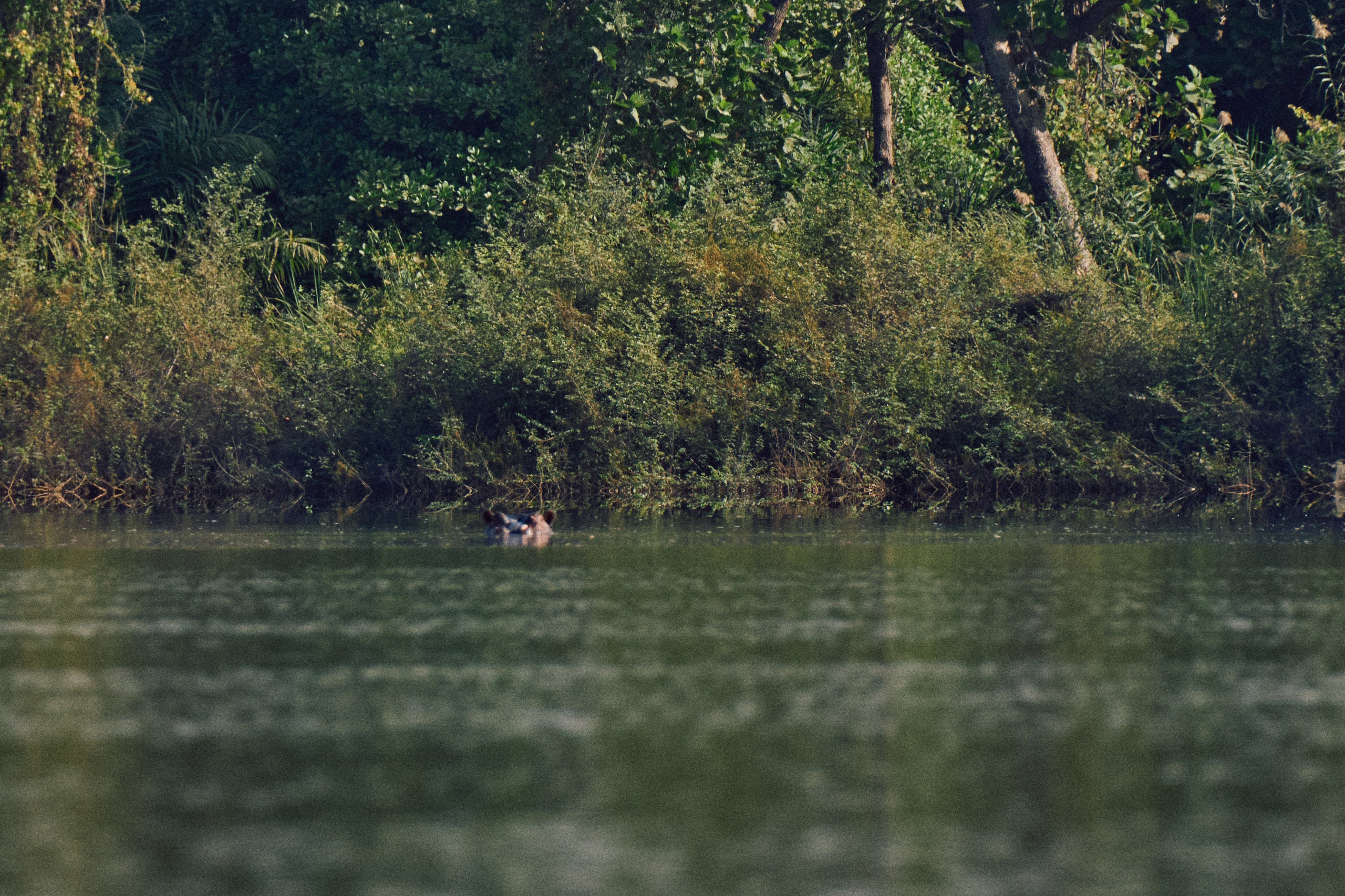 Gambia River. See the moment and catche. commercial and reportage