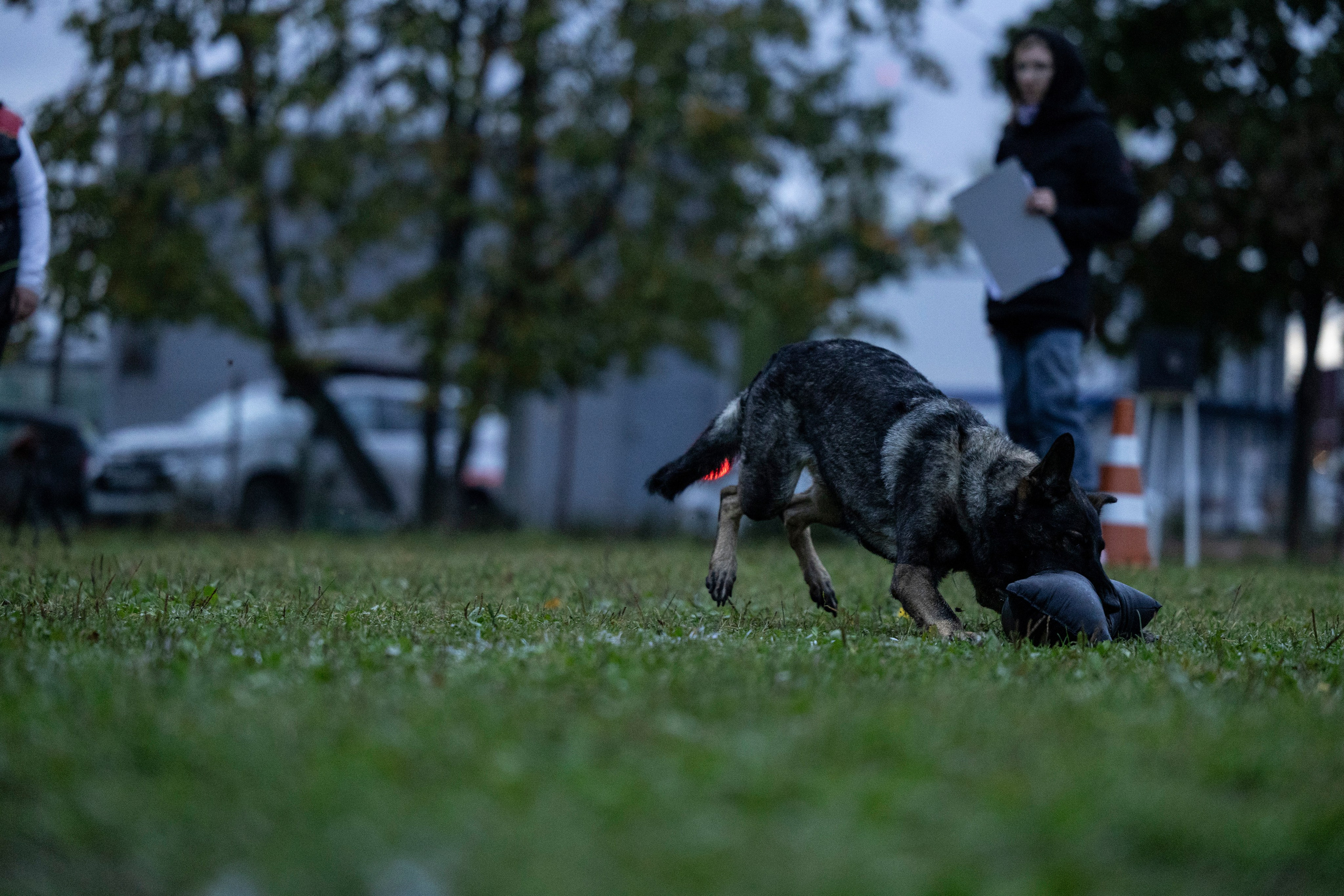 Испытания по Мондьорингу г. Пушкин. Фотограф-анималист Анна Маринич
