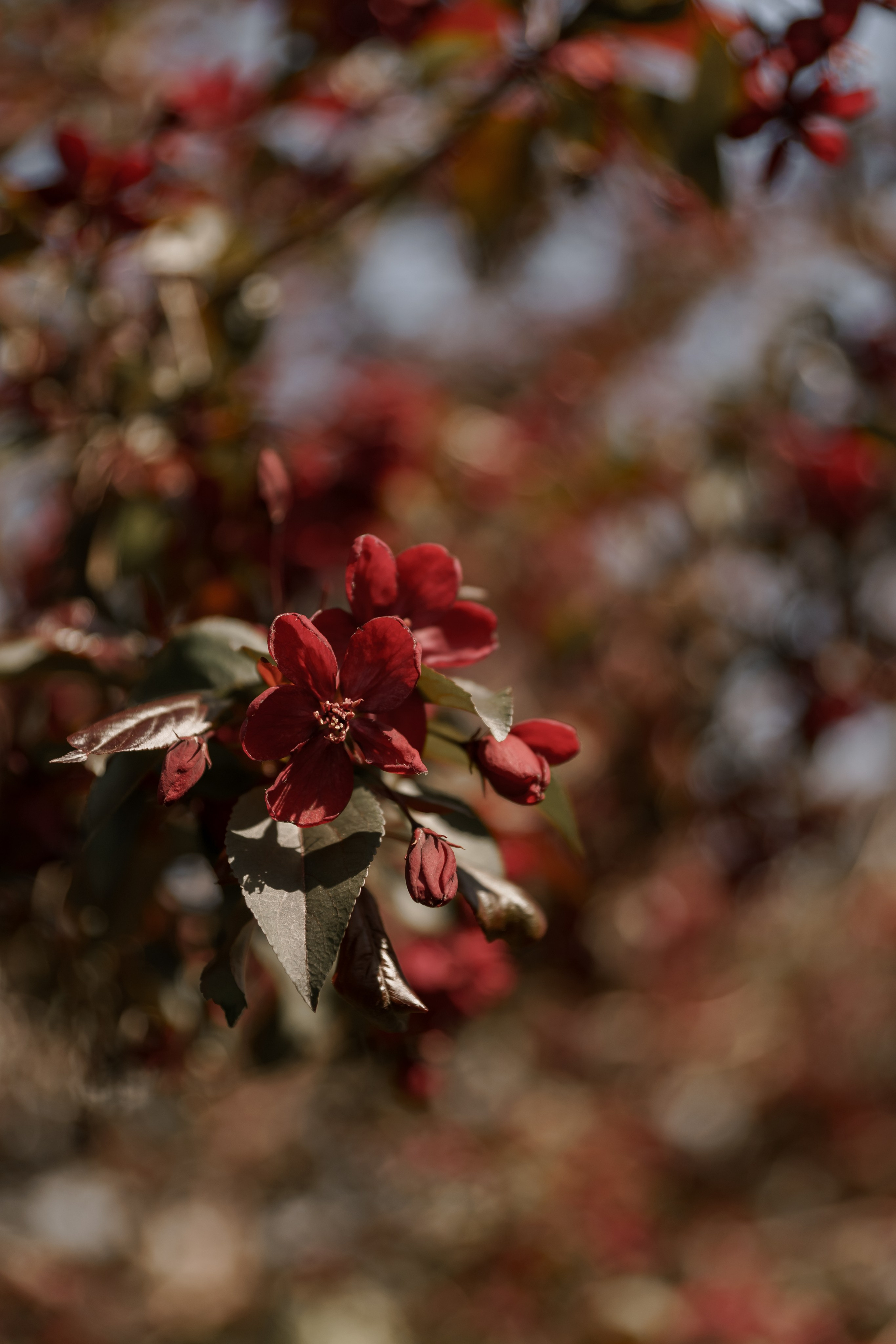 Wedding 05.05.2025. Свадебный и индивидуальный фотограф из Казани