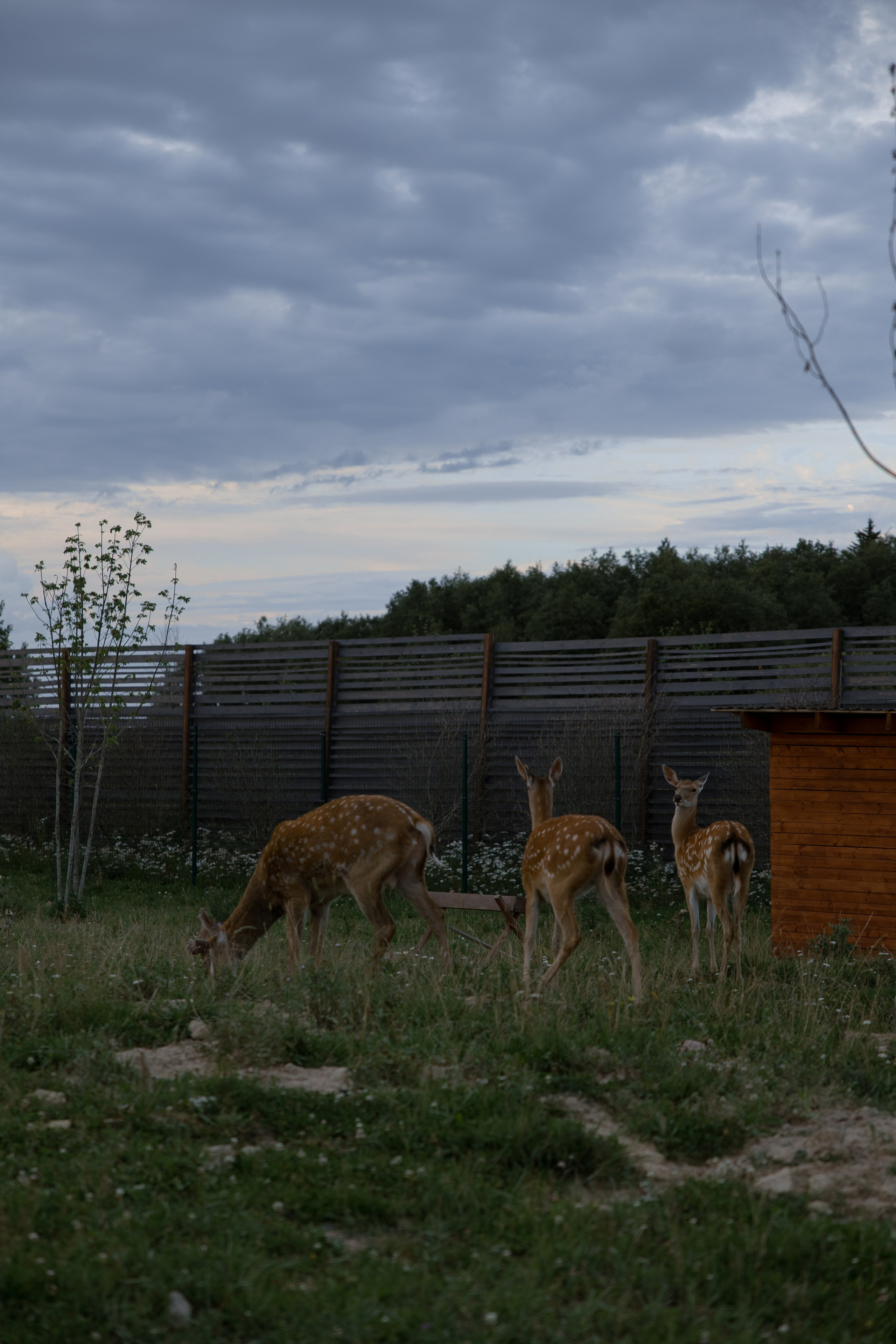 Илья и Кристина. Свадебный фотограф в Санкт — Петербурге и Ленинградской о