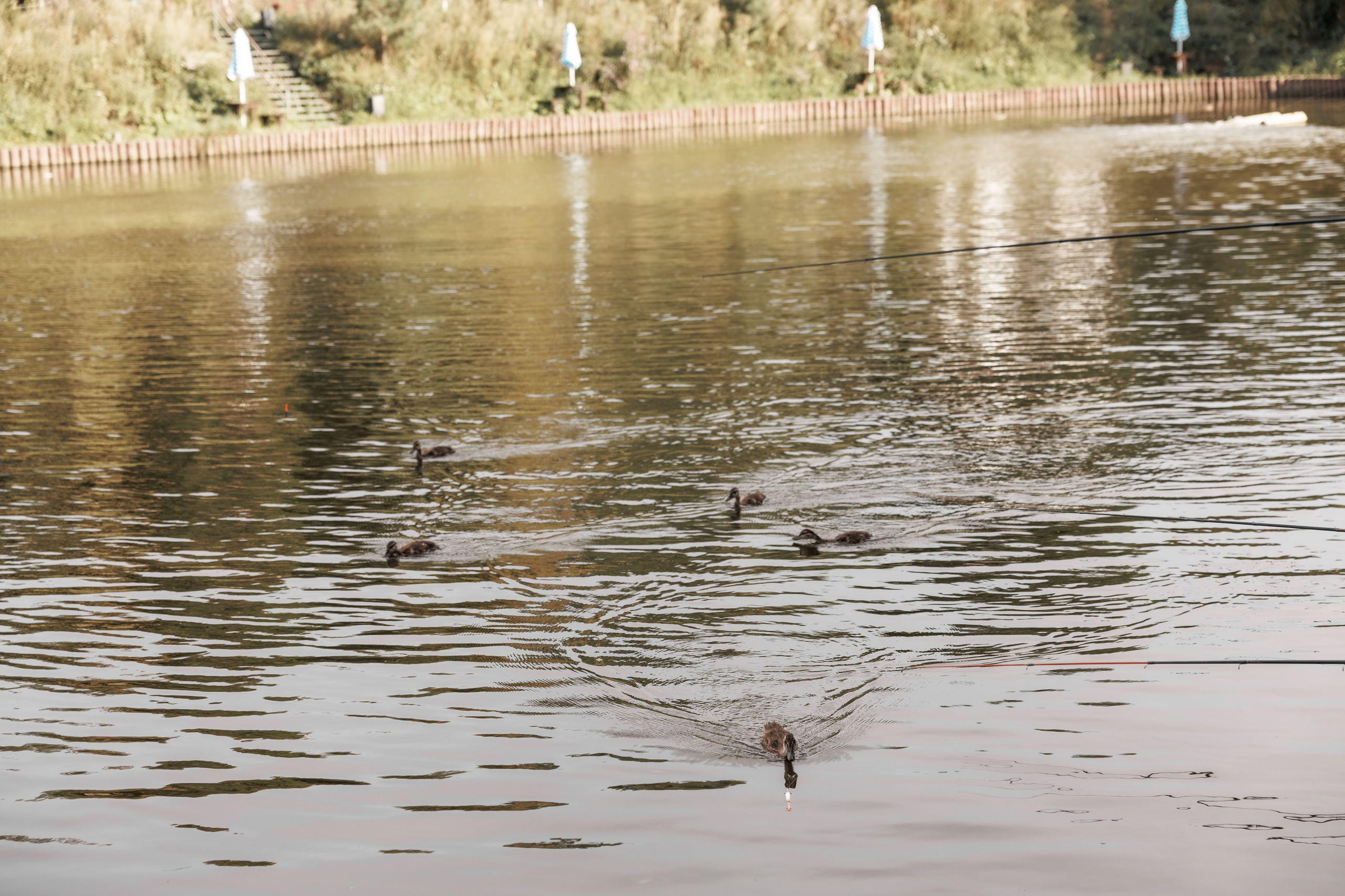 День Строителя «Метрополис» (Биосфера). Свадебный фотограф и контент фотограф в Казани Малыгина Елена