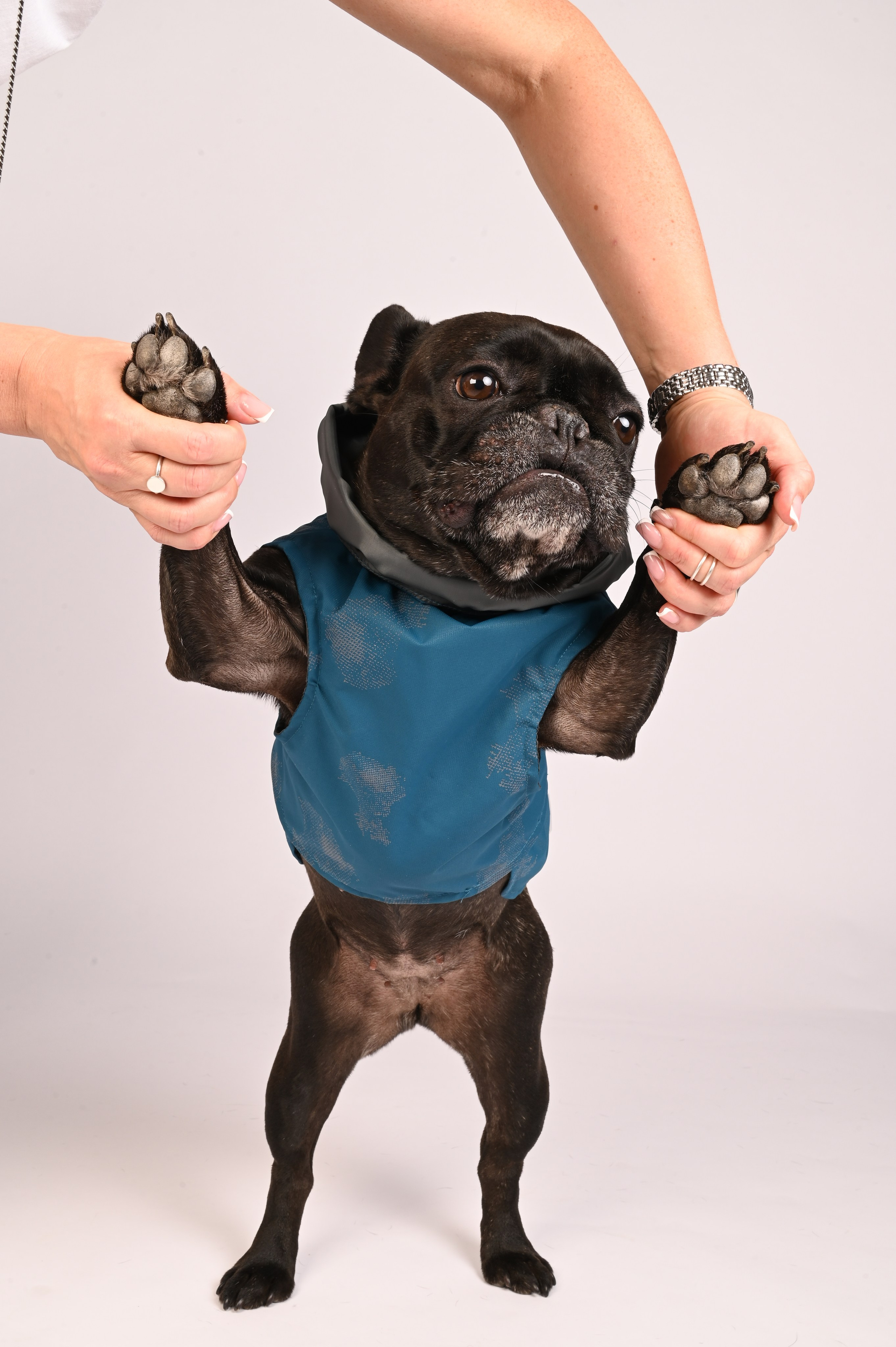 Одежда для собак. Семейный и детский фотограф во Фрязино, Ивантеевке и Щелково Матвеева