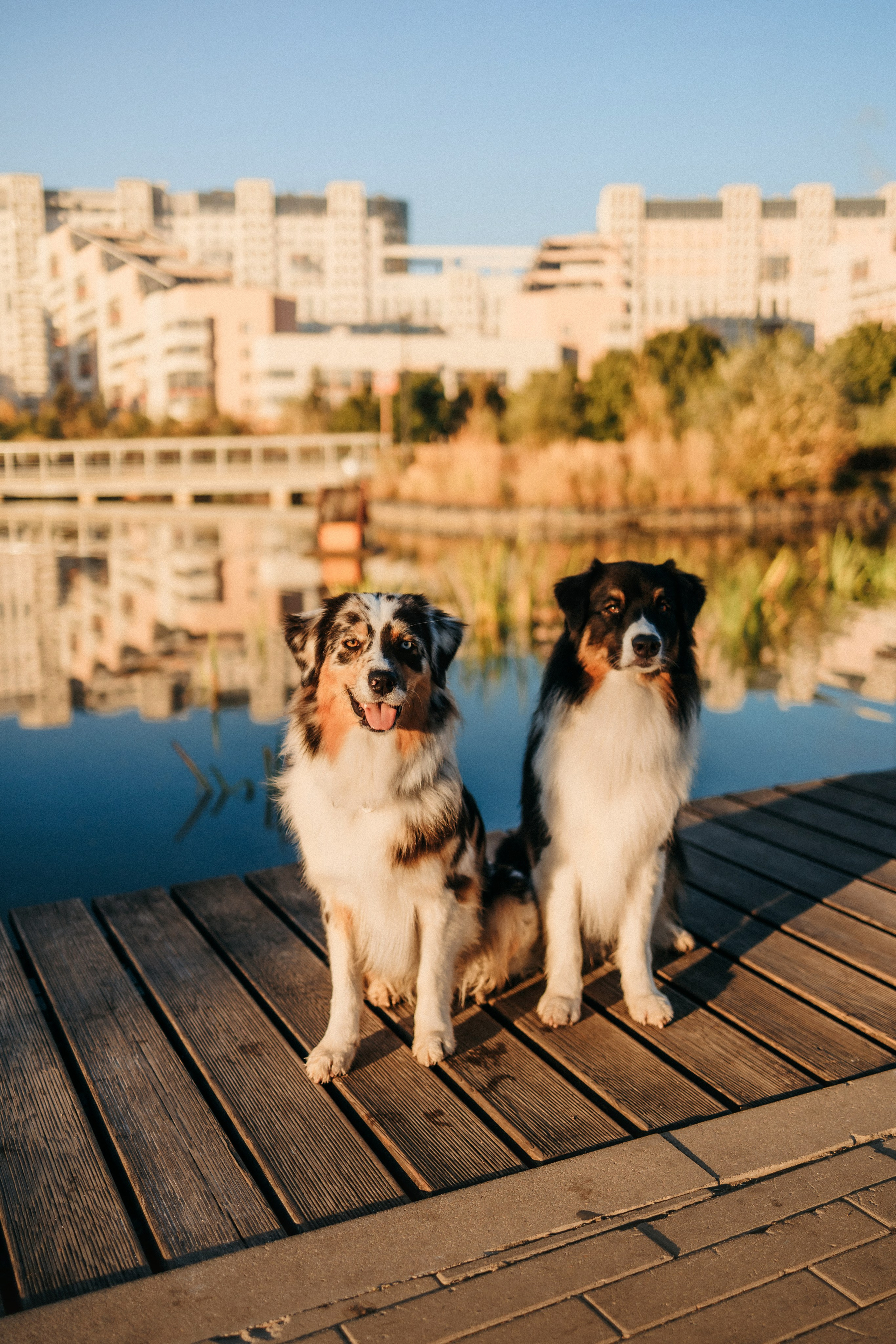 Аня, Чарли и Ева. Фотограф-анималист Елена Радченко, Москва