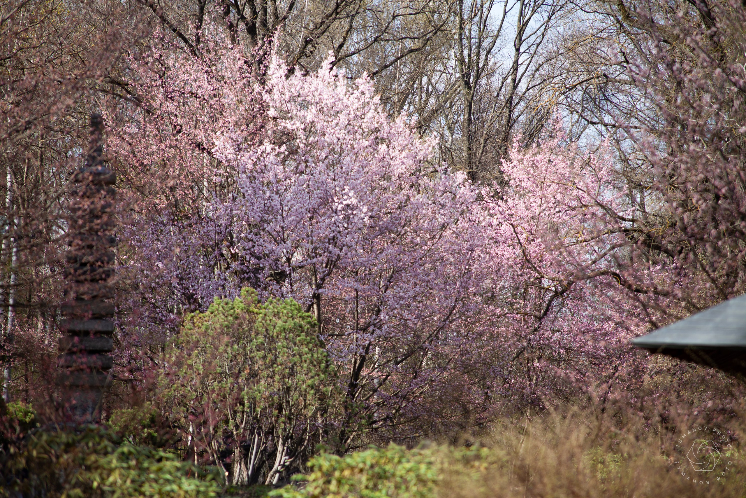 Первые дни ханами в Японском саду, который находится в Ботаническом саду им. Н. В. Цицина. Туманов Виталий — фотограф Москва