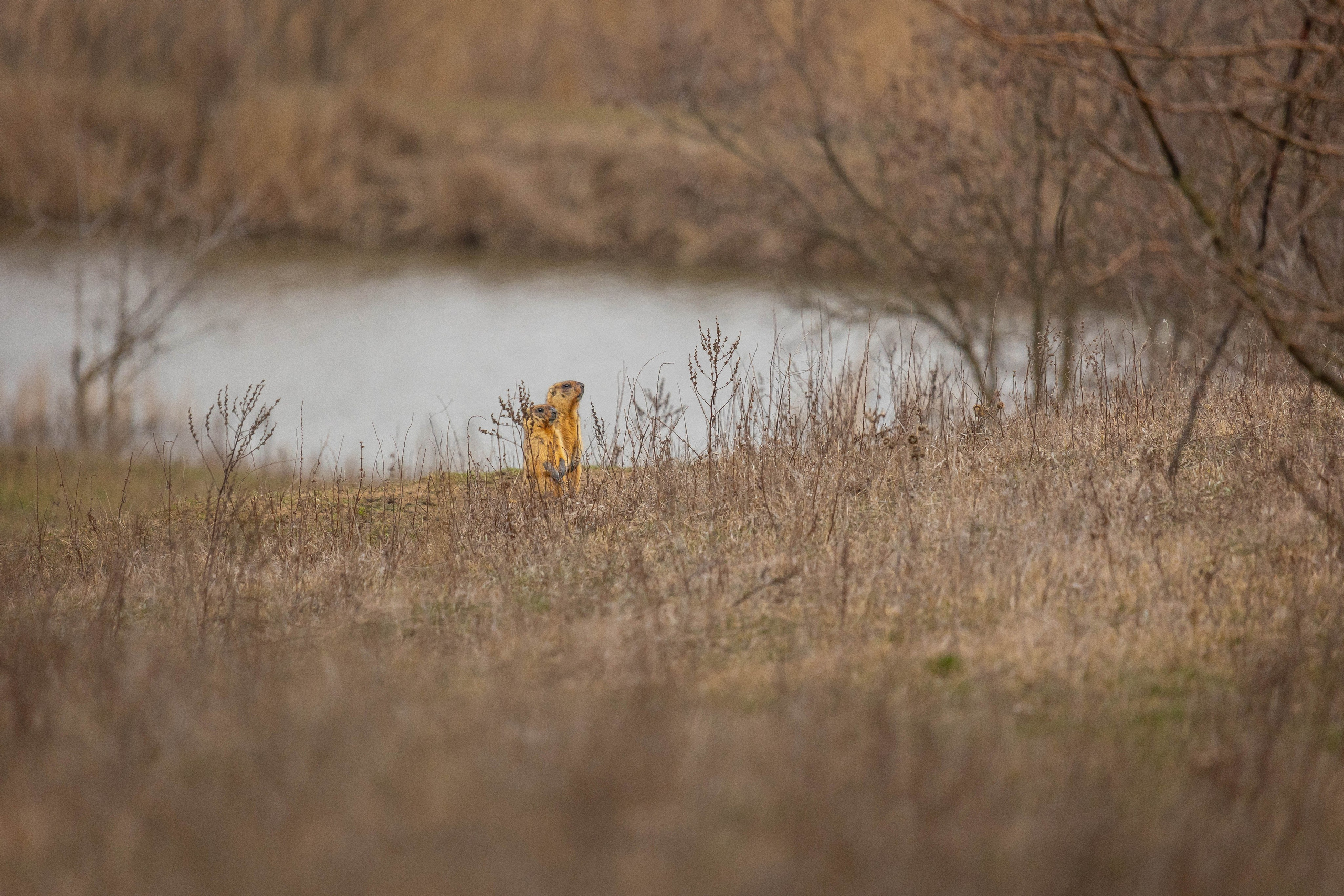 Дикий животный мир. Фотограф-АниМалист Анна Абрамова