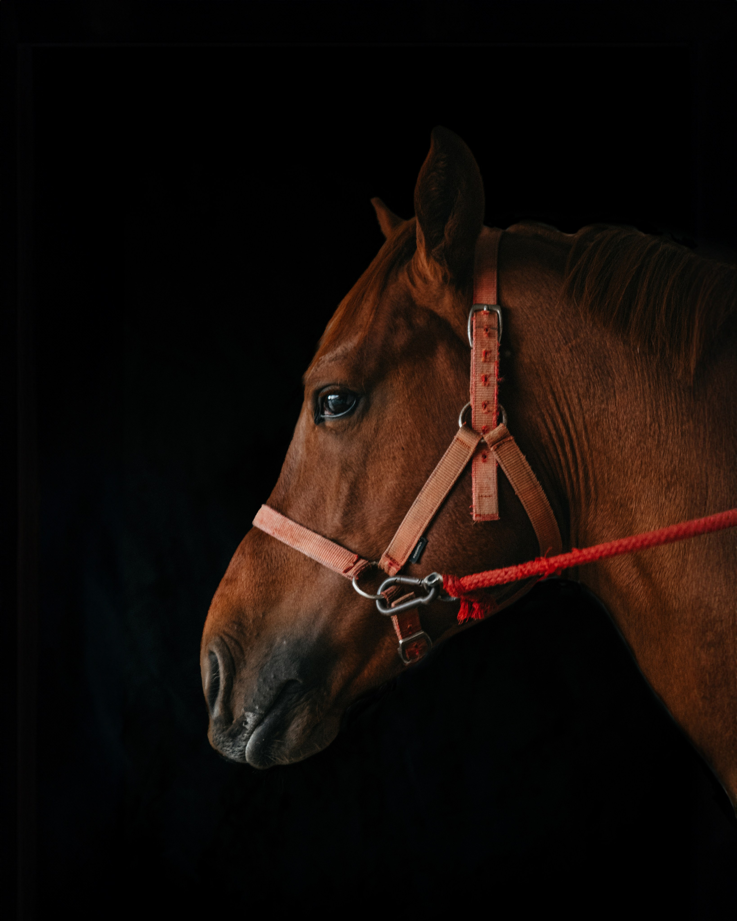 HORSES. Anastasiia Antoniuk portrait, family and couple photographer, Portugal