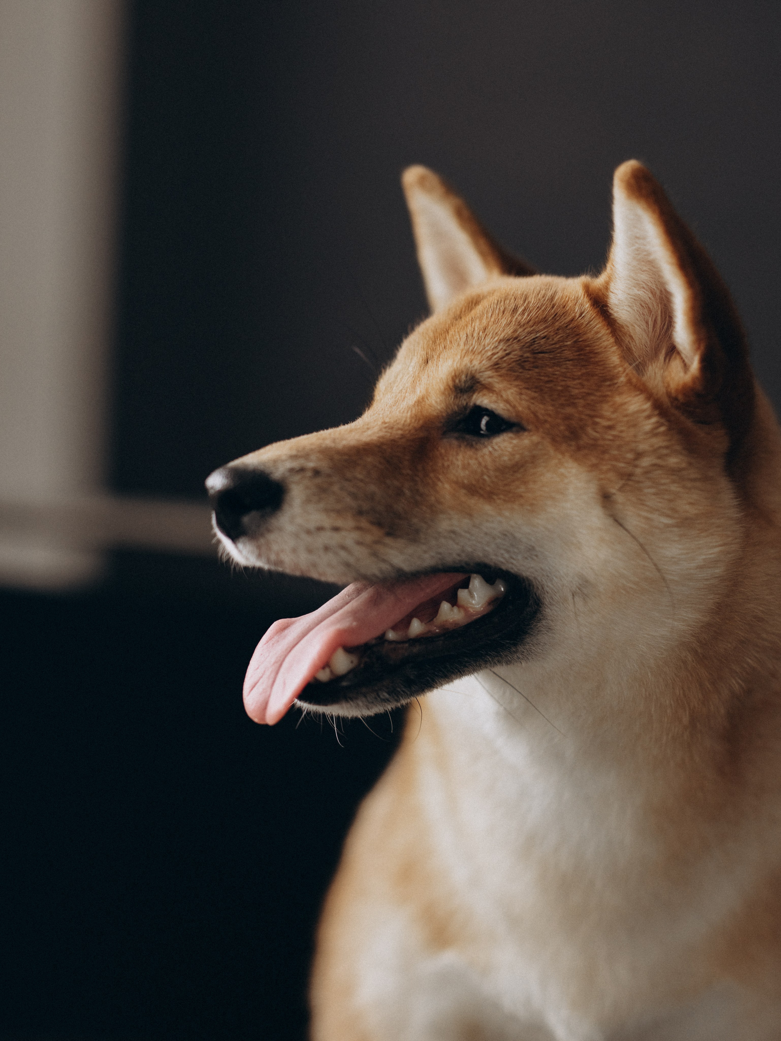 Мика и Настя. Фотограф-анималист в Москве Кириллова Татьяна