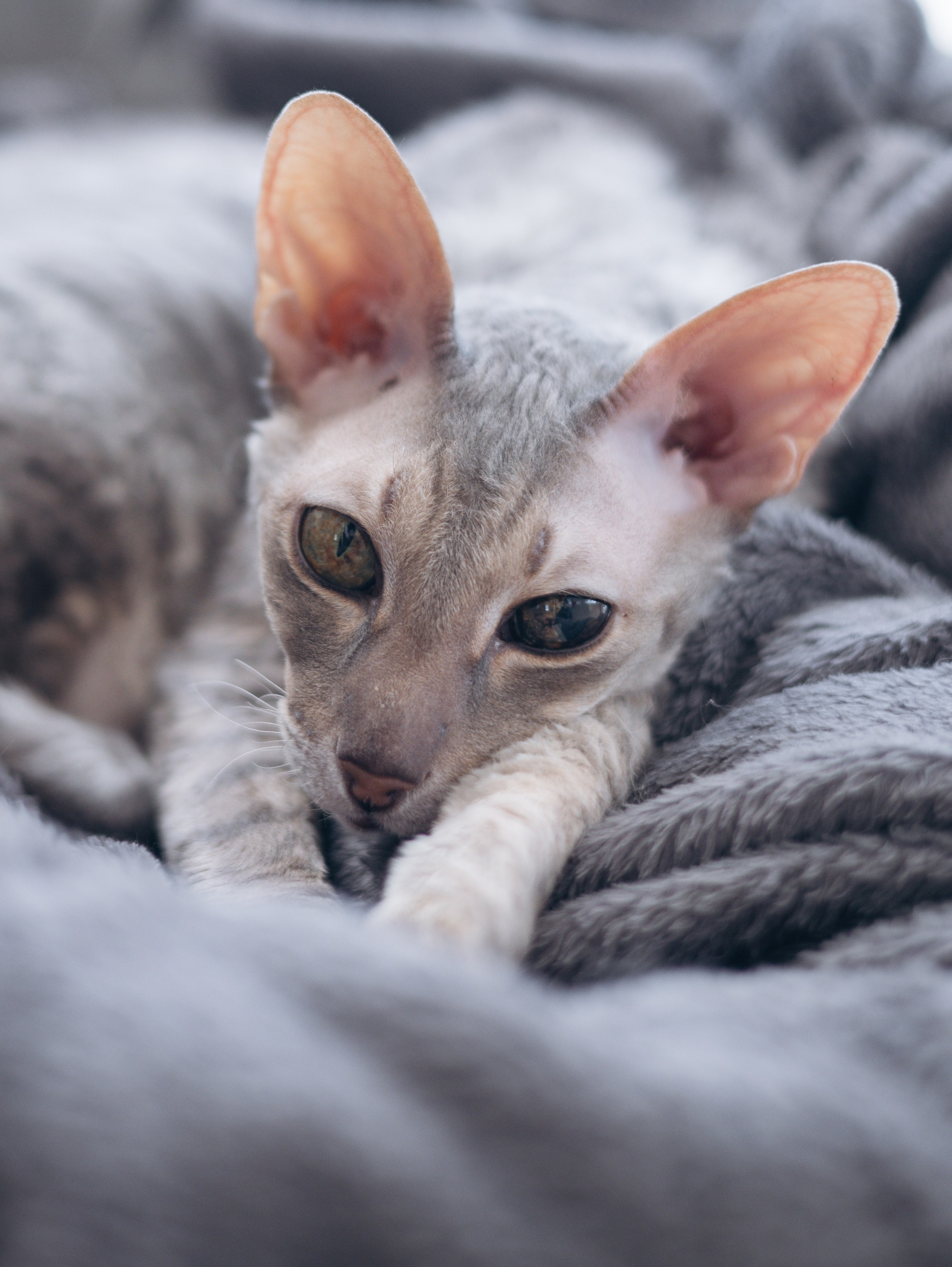 День рождение Зенита. Фотограф-анималист в Москве Кириллова Татьяна