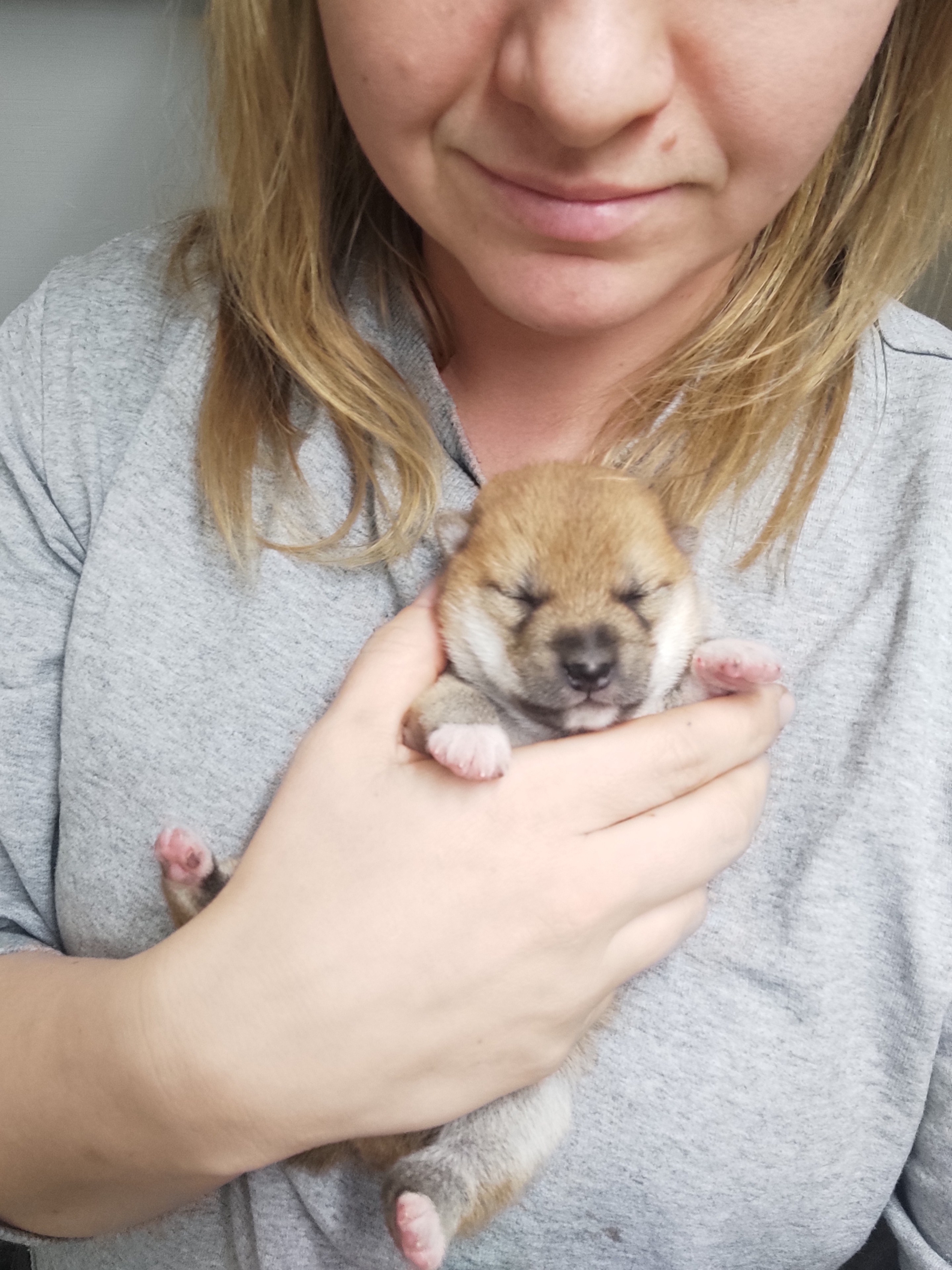 сиба питомник Рубилайт щенки на продажу rubylight  сиба щенки купить СПб Санкт-Петербург 