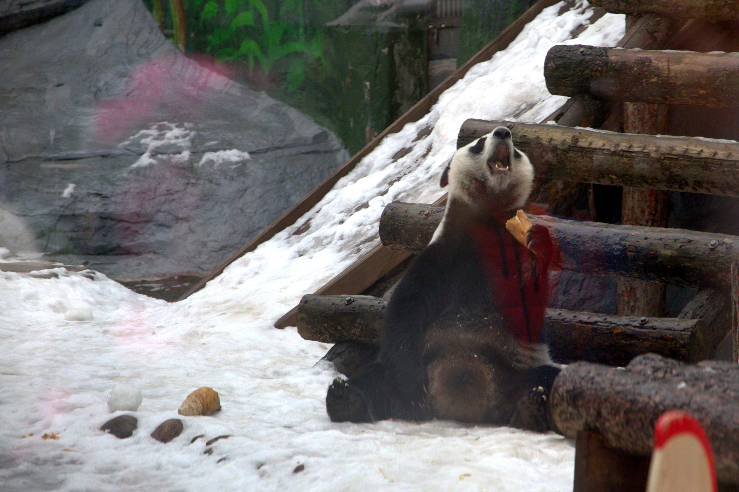 ЗООПАРК. ФОТОГРАФ В МОСКВЕ СТАНИСЛАВ КОБЗЕВ