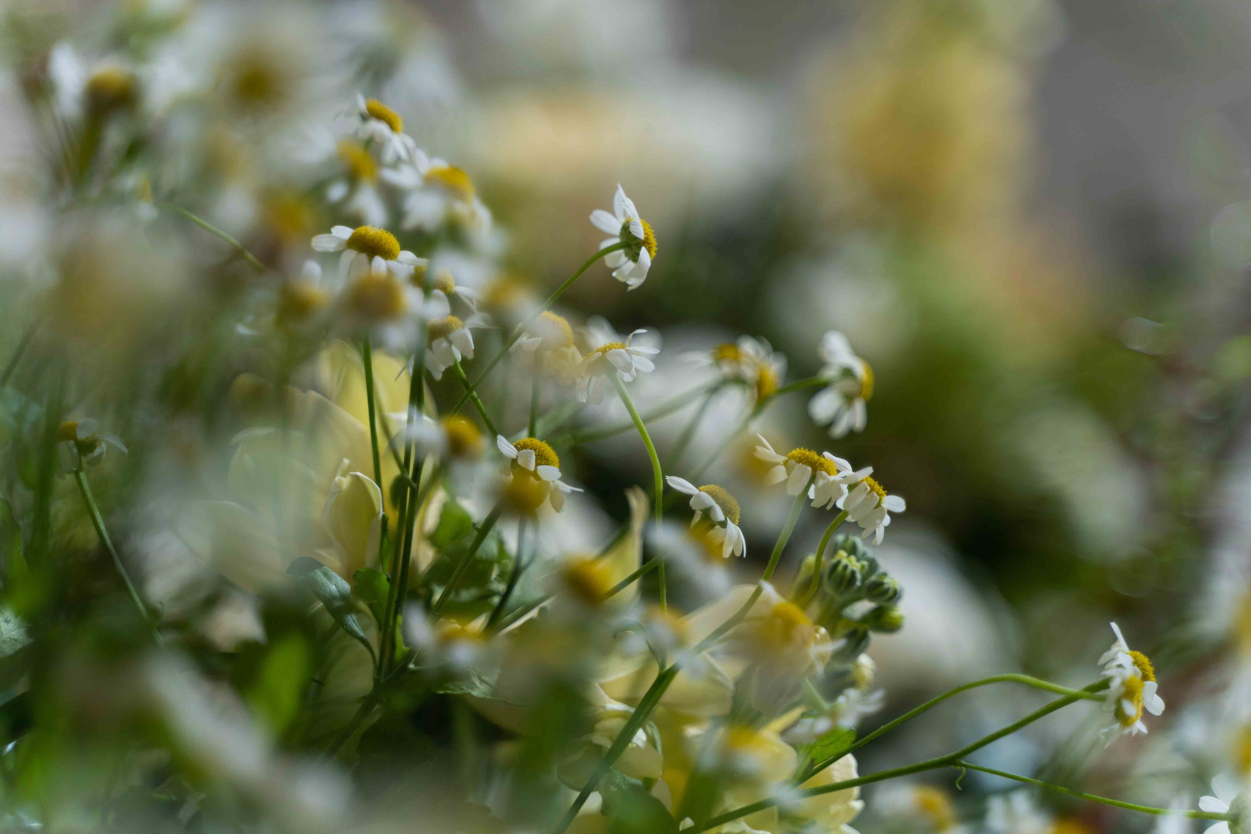 Арабская скромная помолвка дома (приватность на женские лица). Фотограф и видеограф в Москве и Абу Даби Мария Кулагина