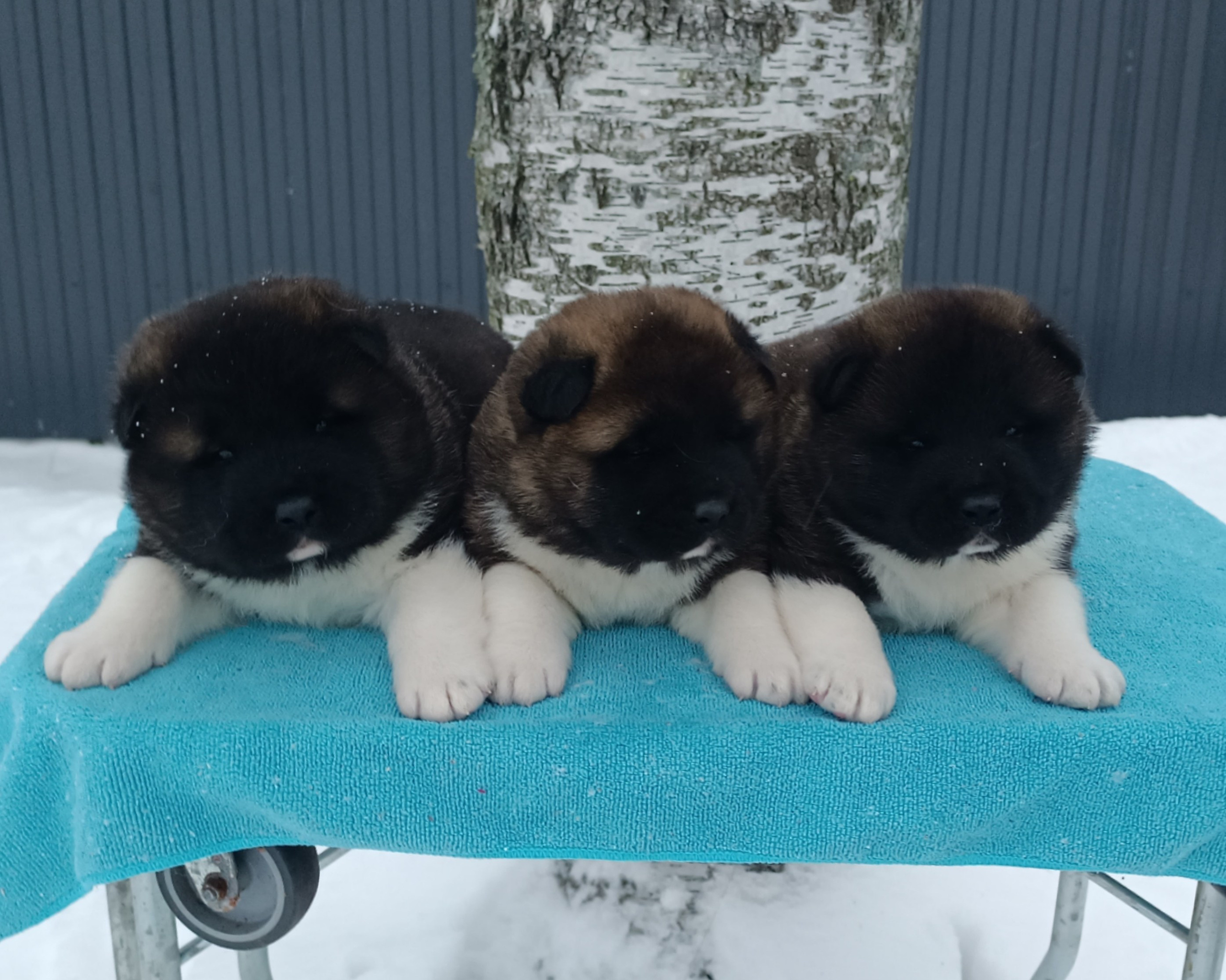 Американская акита  щенки питомник Санкт-Петербург клубные щенки Американская акита питомник RUBYLIGHT Рубилайт купить щенка американской акиты