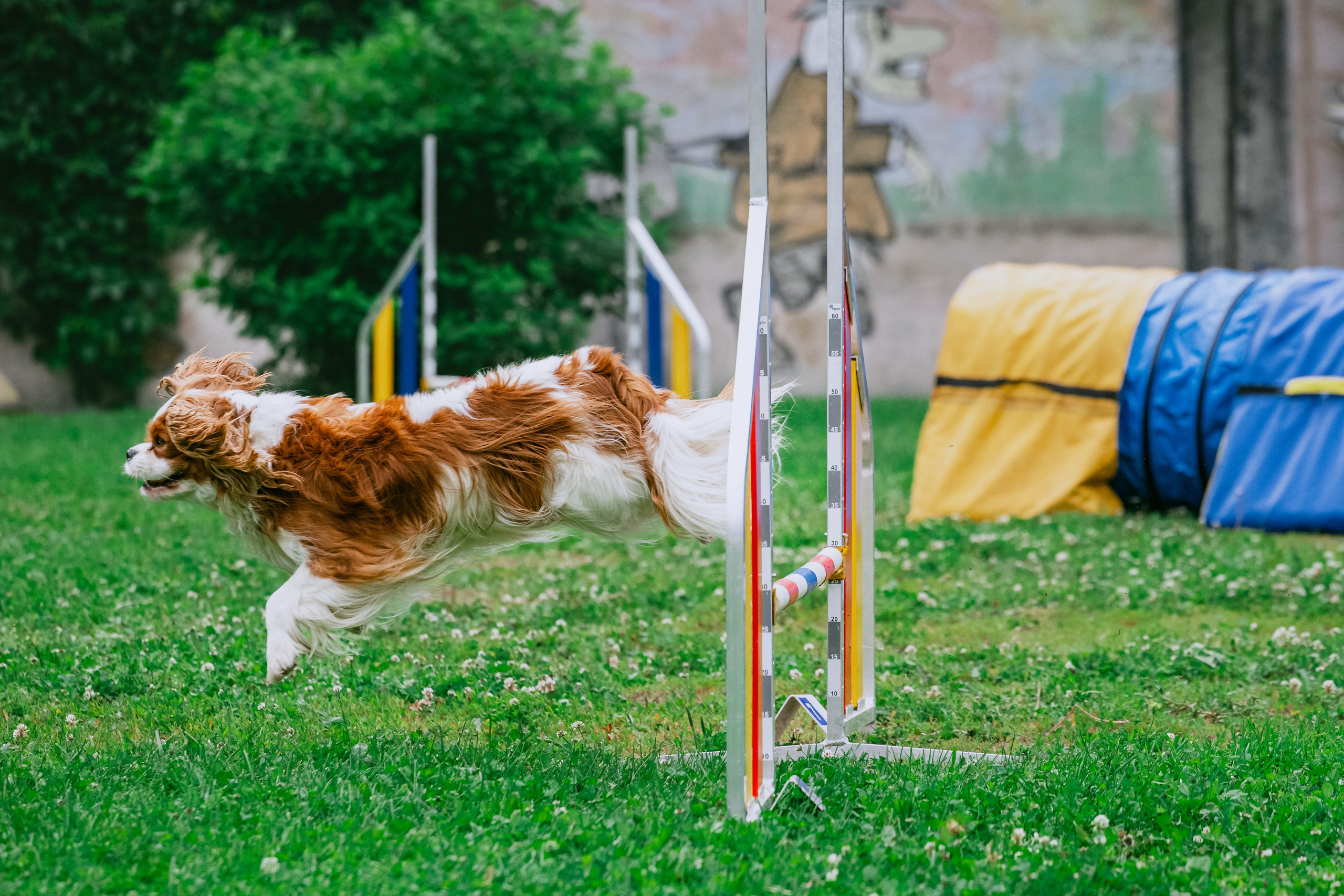 Соревнования по аджилити Долгопрудный 30.06.2025. Фотограф-анималист Татьяна Степанова