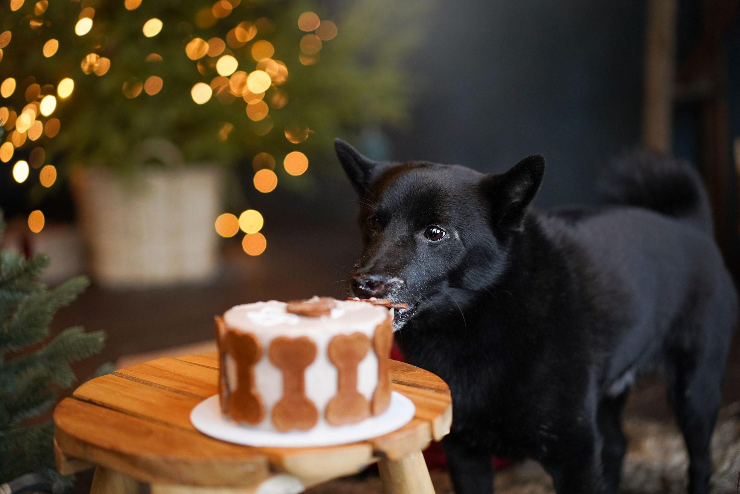 Аня и Арчи. Фотограф-анималист в Санкт-Петербурге Яна Мартынова