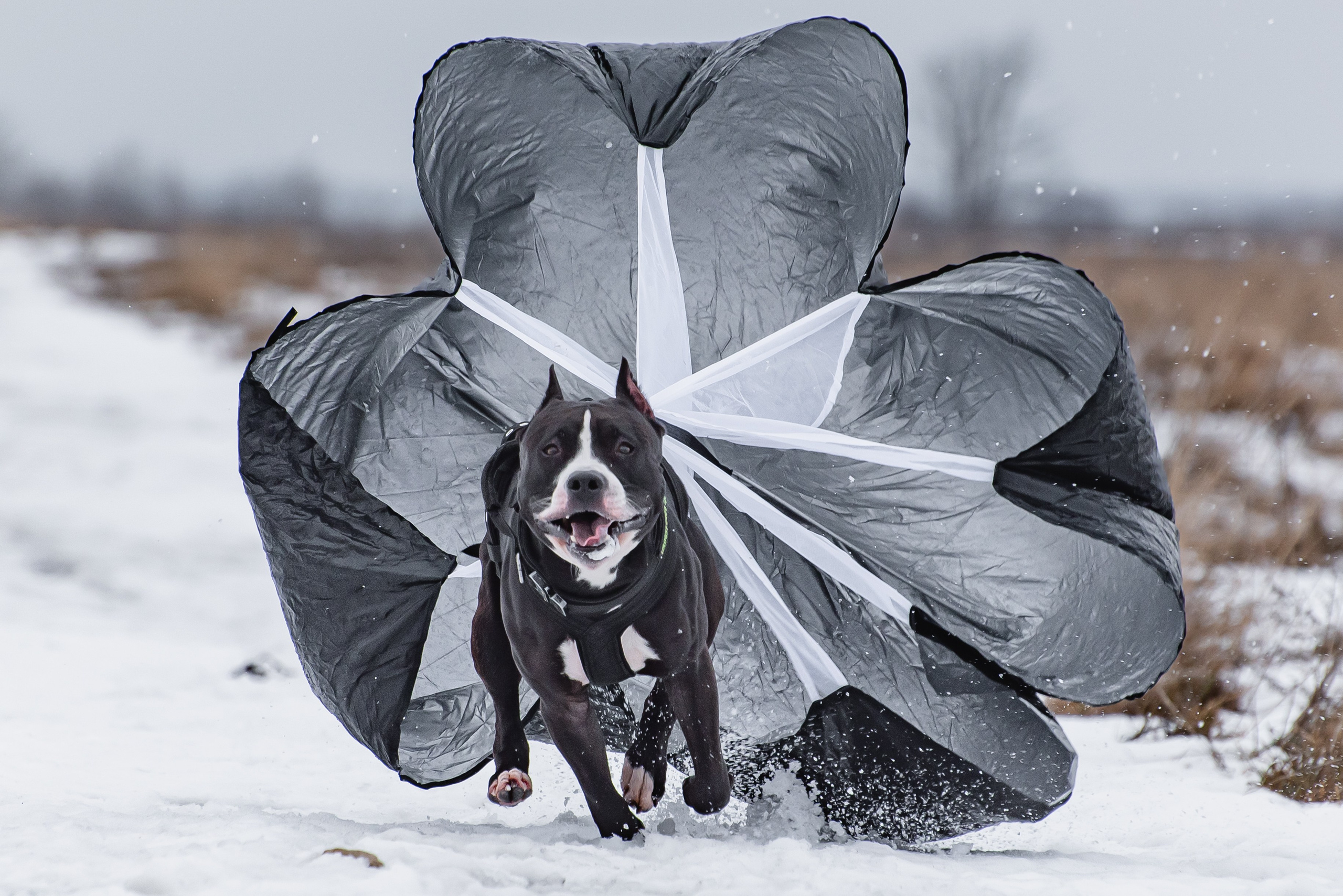 Бега за механической приманкой (Курсинг). Фотограф Макс Огурцов в Нижнем Новгороде
