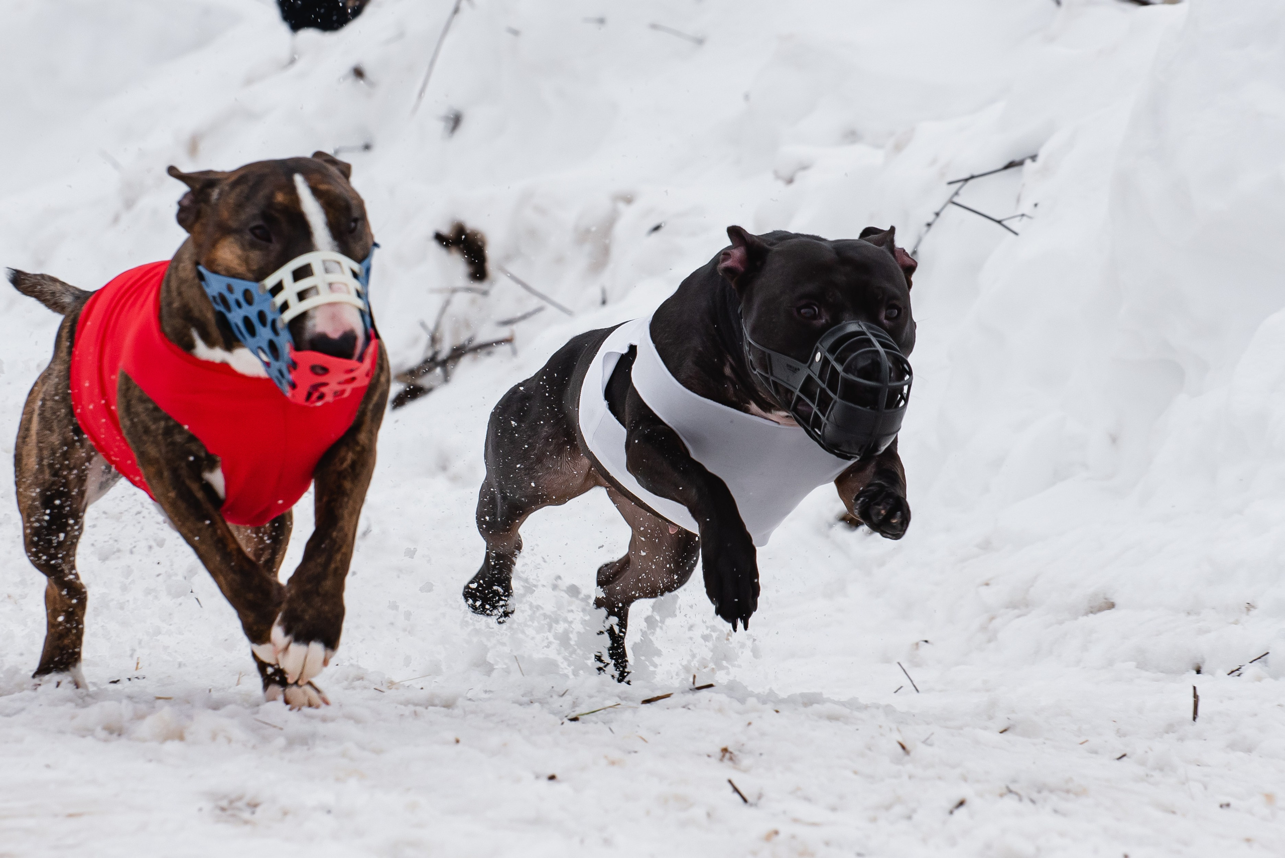 Спортивный фотограф анималист курсинг. Фотограф Макс Огурцов в Нижнем Новгороде