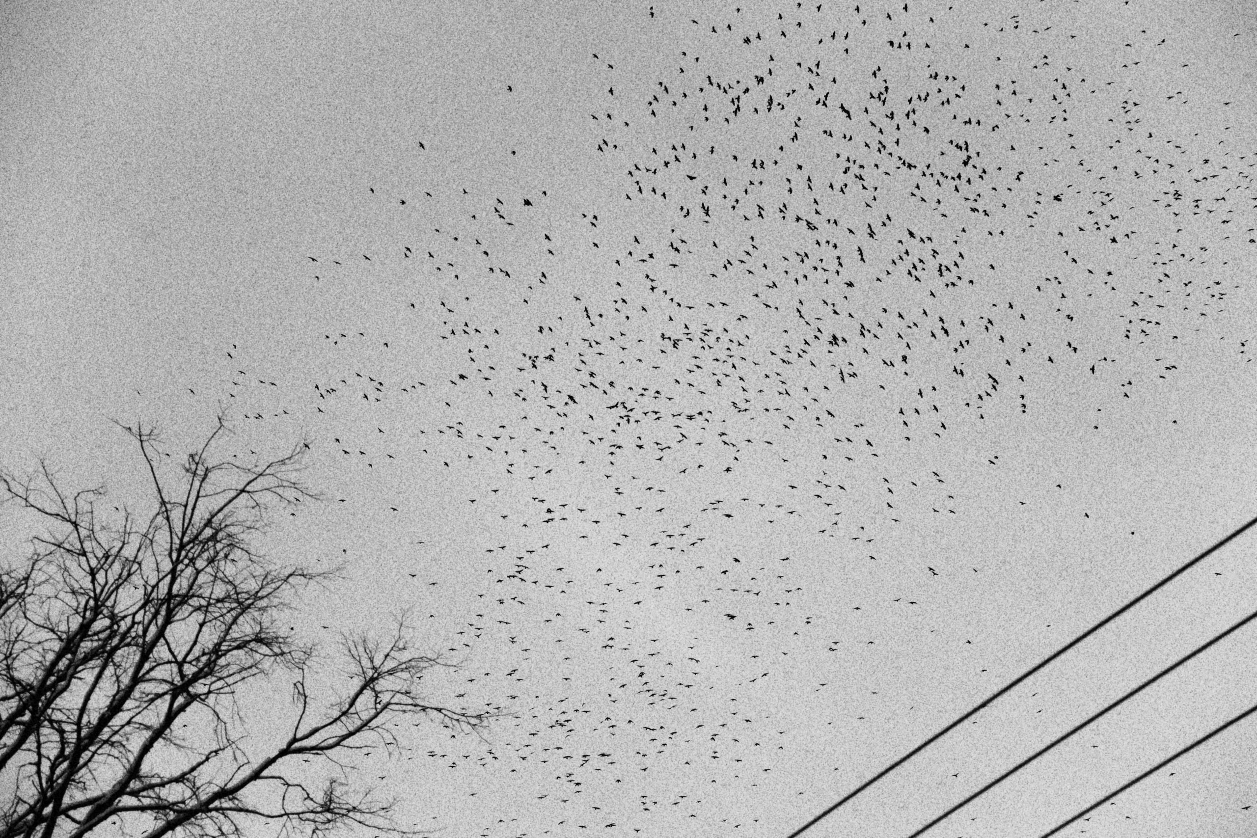 Работы. Свадебный фотограф в Москве Сафонова Анна