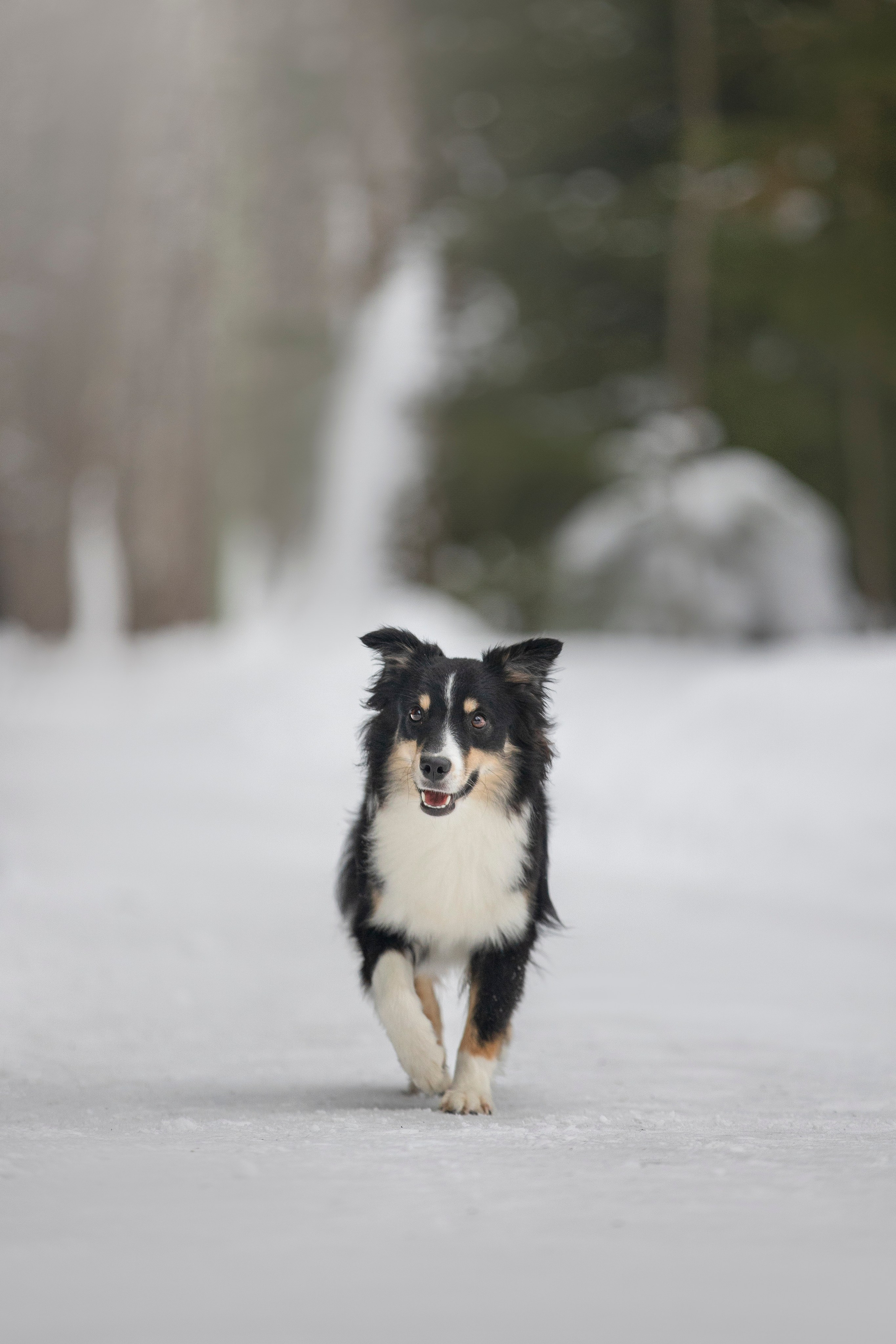Дария, Макс, Сезам и Чили. Фотограф анималист в Москве Майорова Евгения