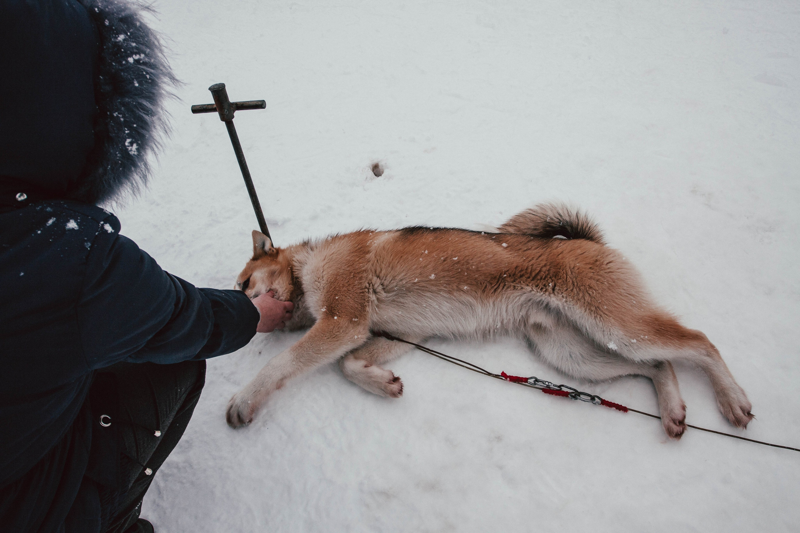 Гонки на ездовых собаках в Токсово. Репортажный фотограф во Всеволожске и Санкт-Петербурге Владимир Капустин