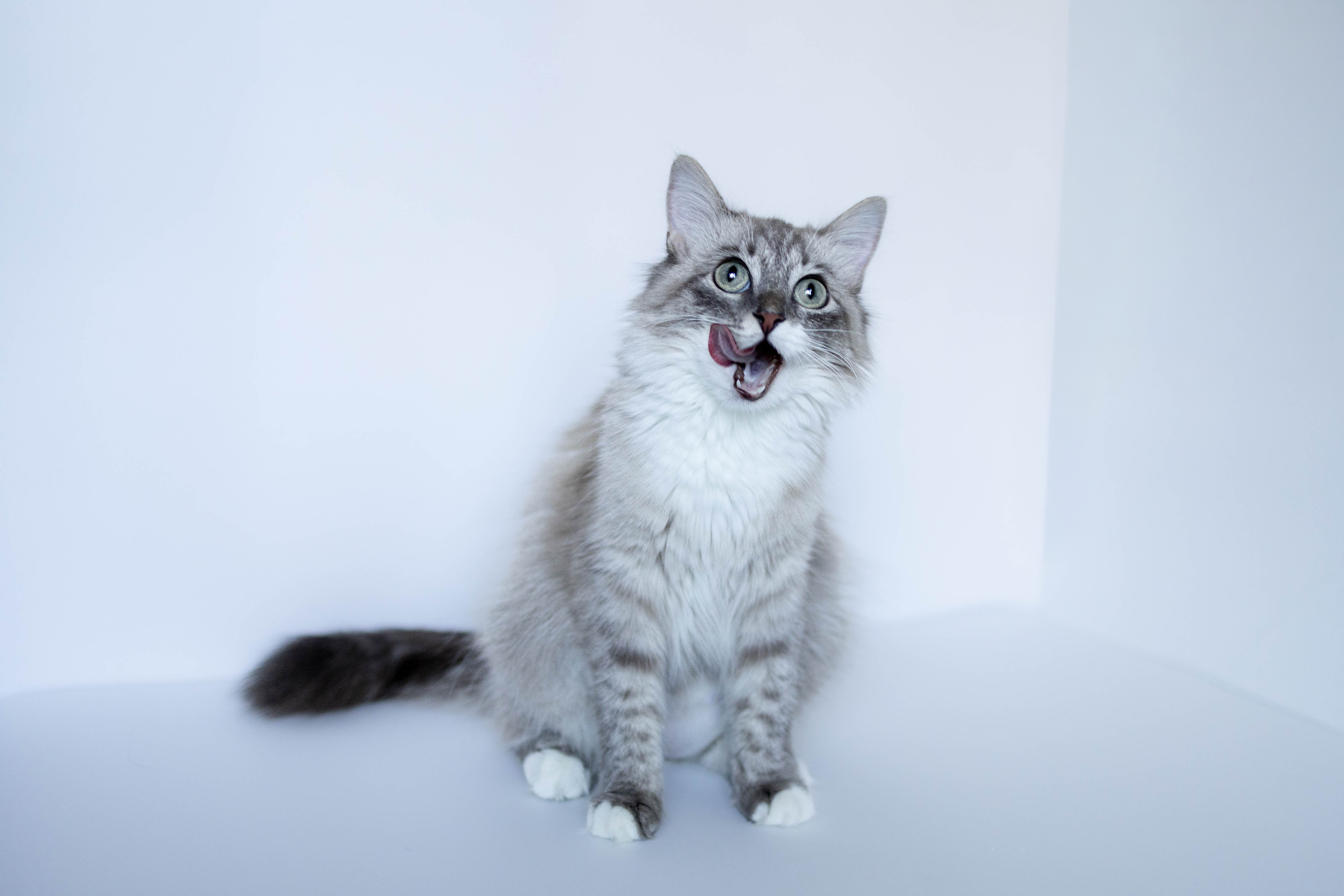 Котики. Фотограф-анималист Еремина Вероника в Москве