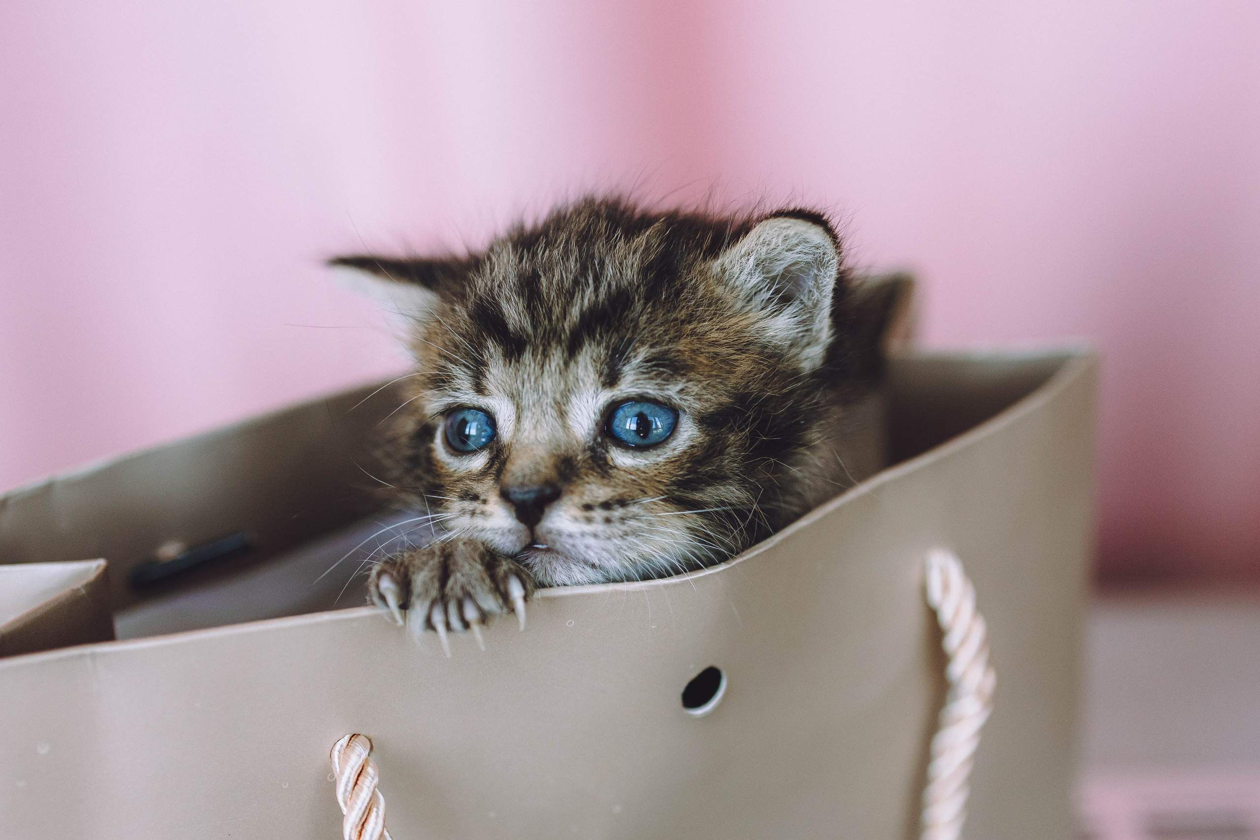 Котики. Фотограф-анималист Еремина Вероника в Москве