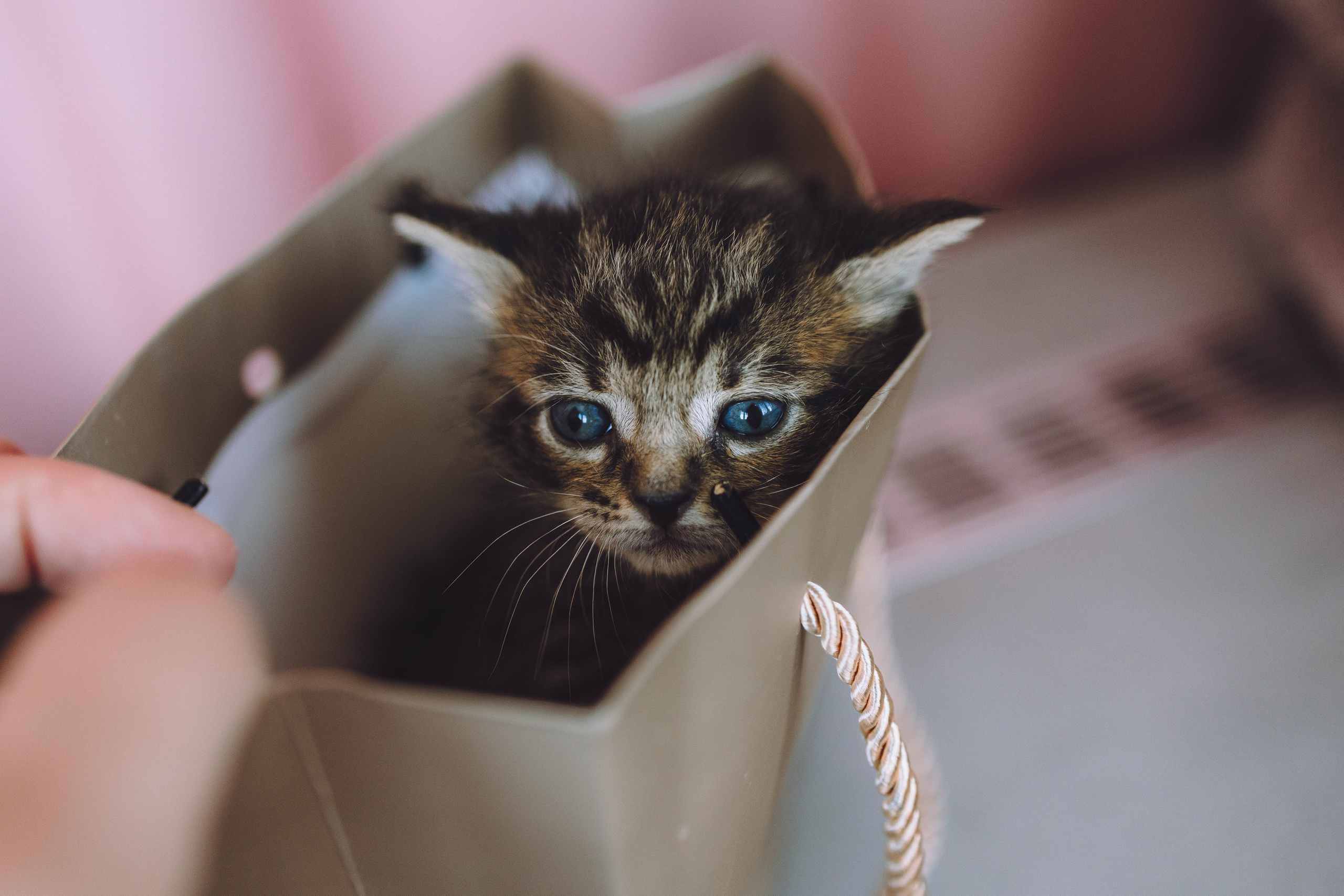 Котики. Фотограф-анималист Еремина Вероника в Москве