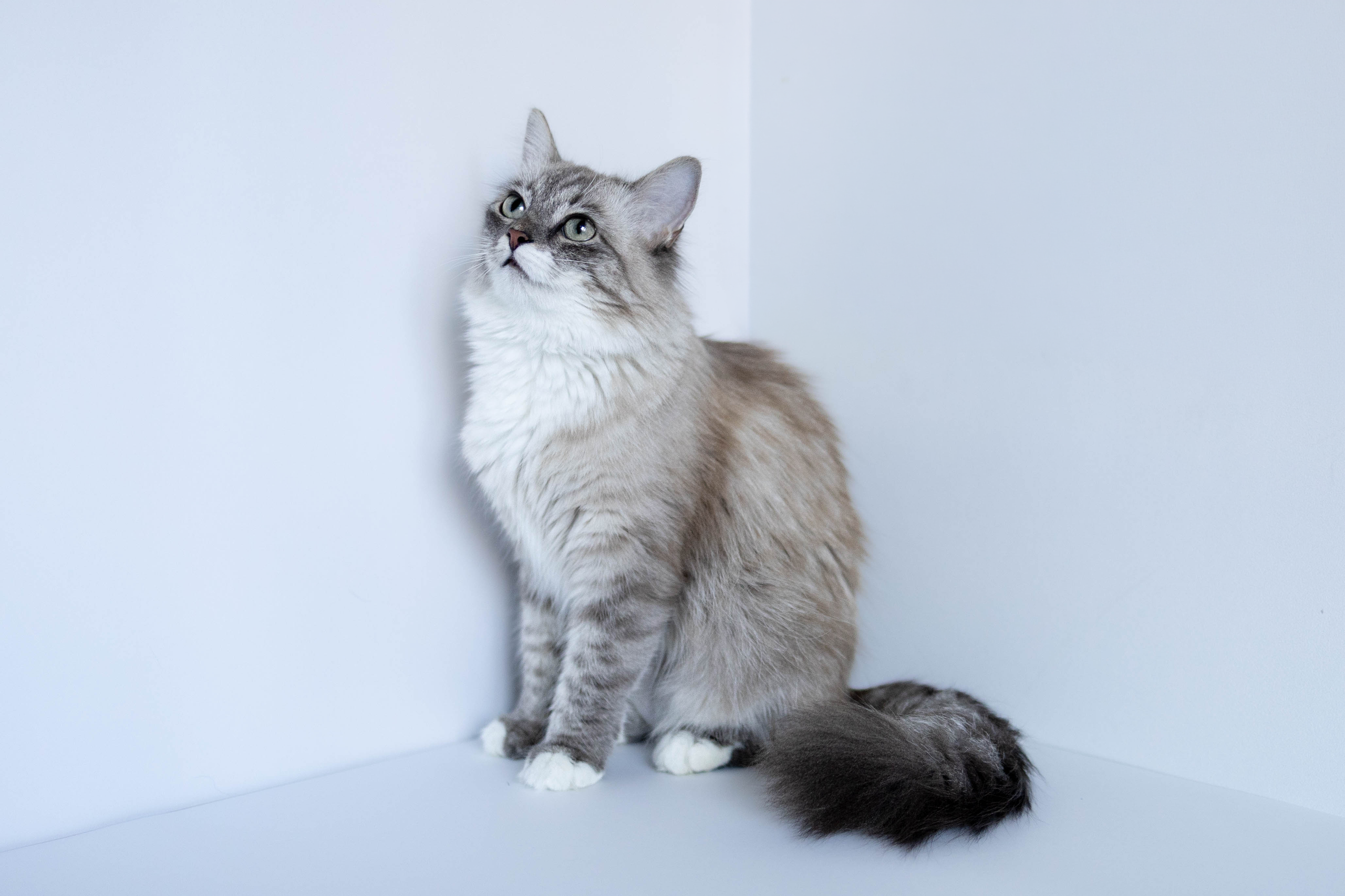Котики. Фотограф-анималист Еремина Вероника в Москве