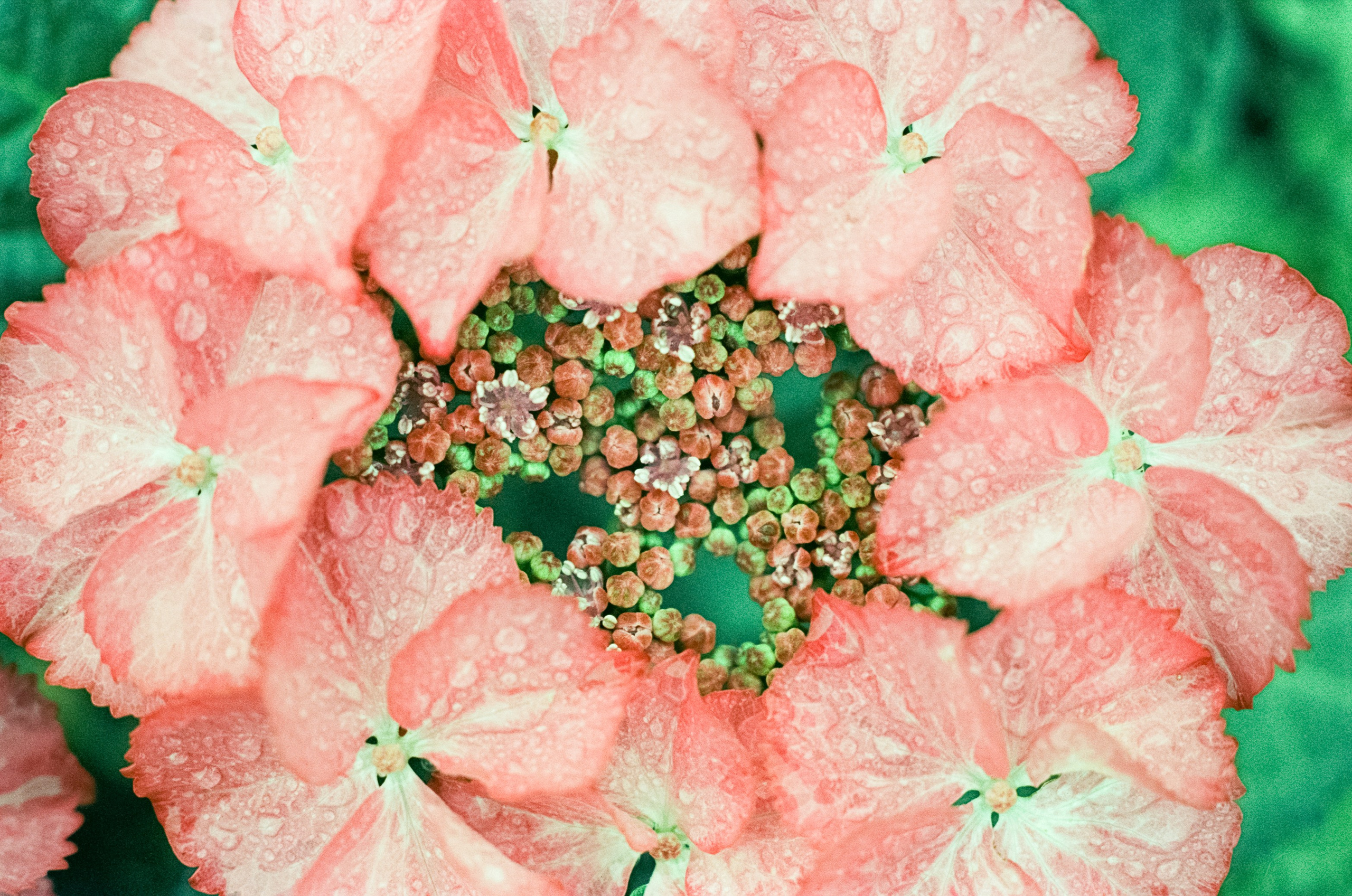 Nikon F100 примеры фотографий