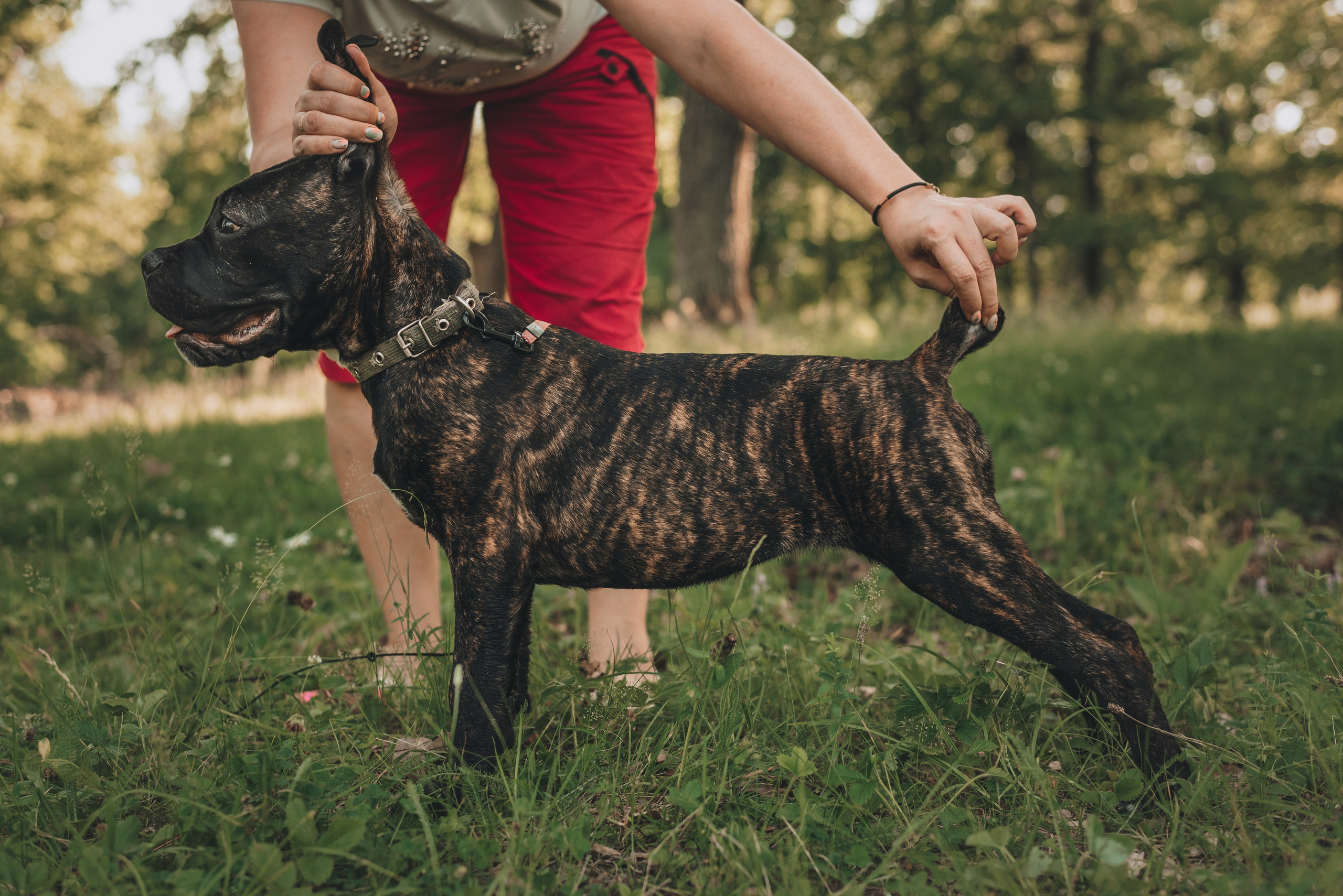 Cane Corso. Natalia Finch Photography — Family, Kids & Pet Photographer in Chicago, IL