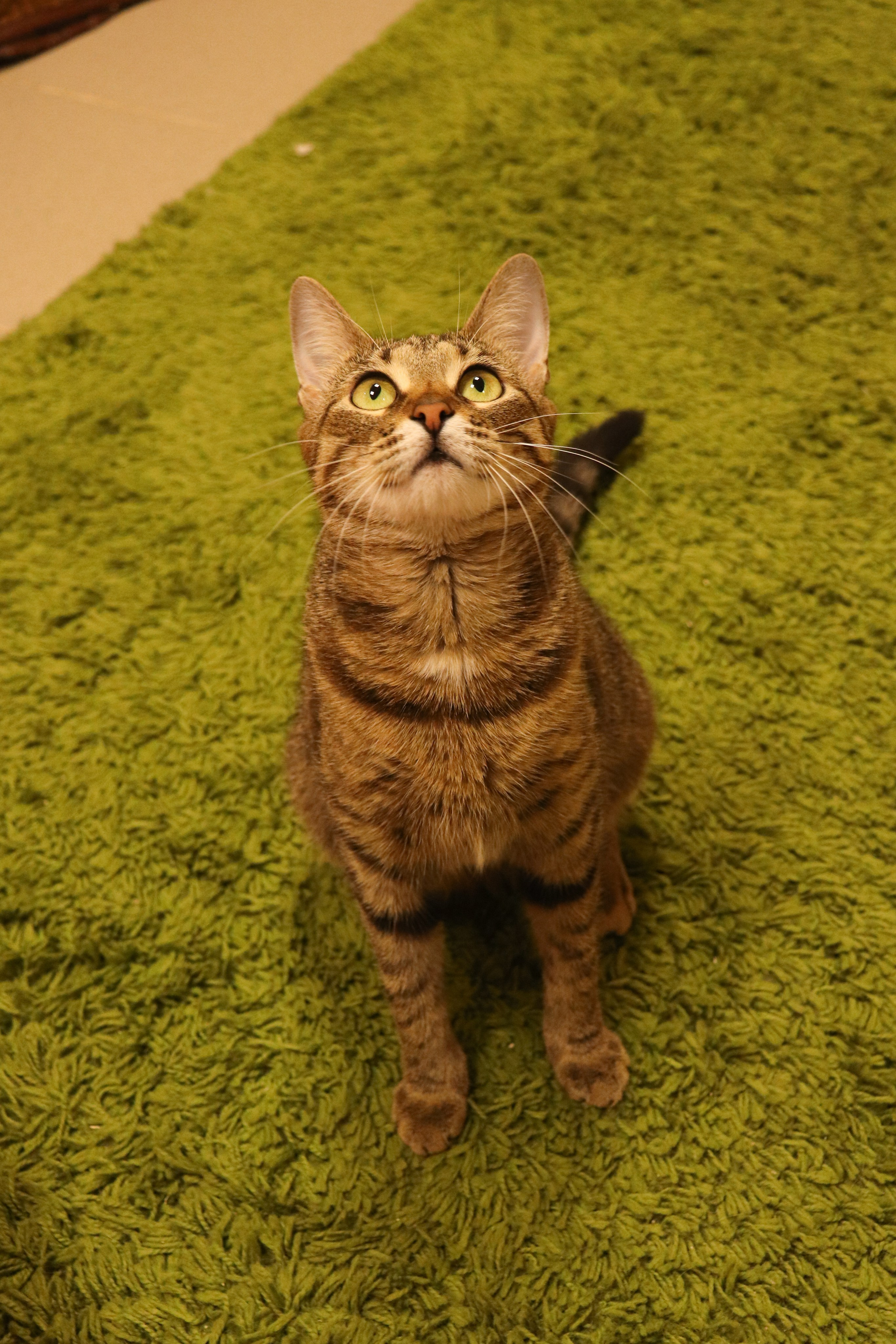 Петербургский дом кота (27 июня 2024). Ивентный фотограф в Санкт-Петербурге Олег Комков