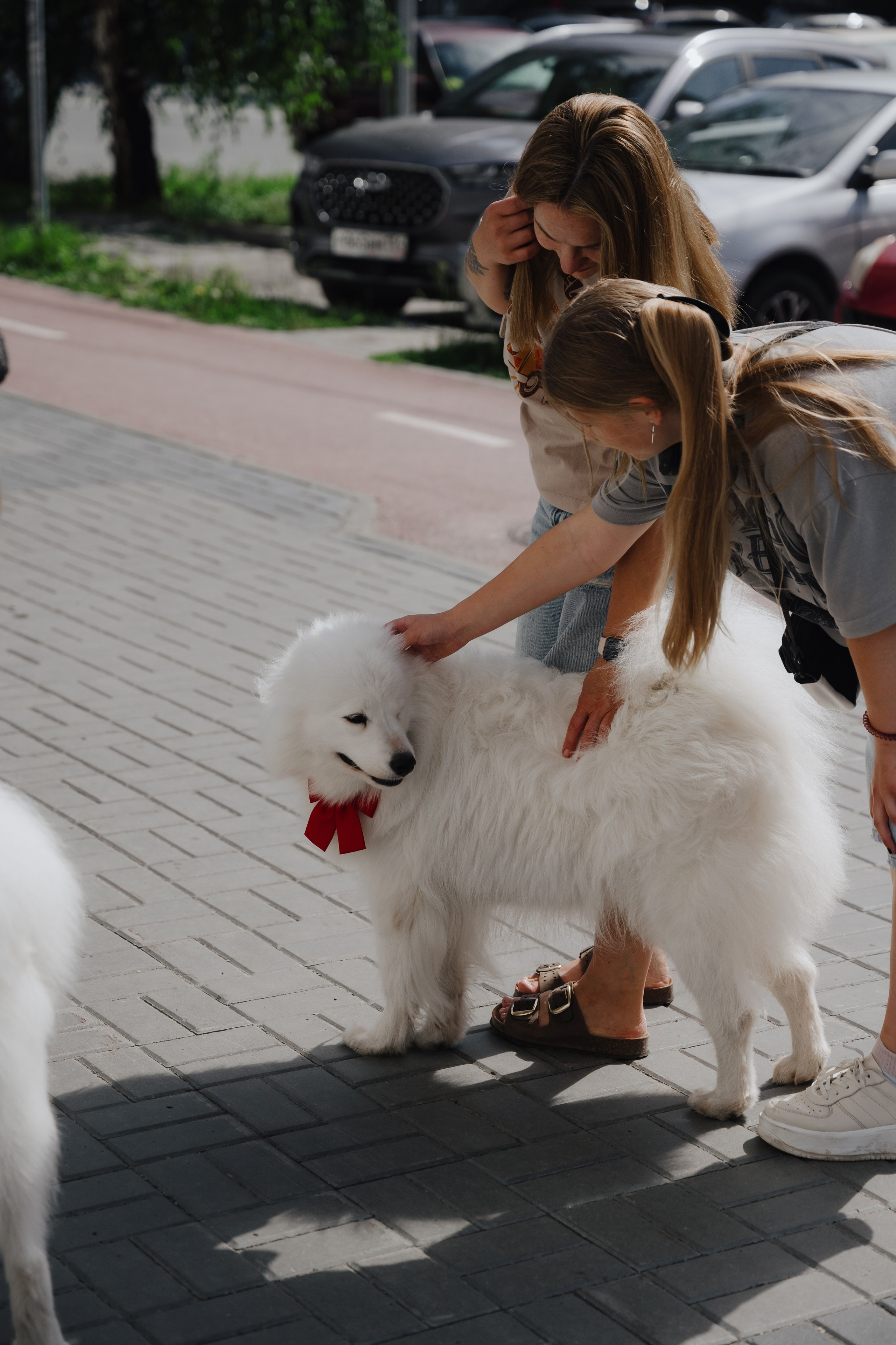 Альфа банк Карла Маркса 55. Фотограф Кристина Тумаева. Самоед Новосибирск