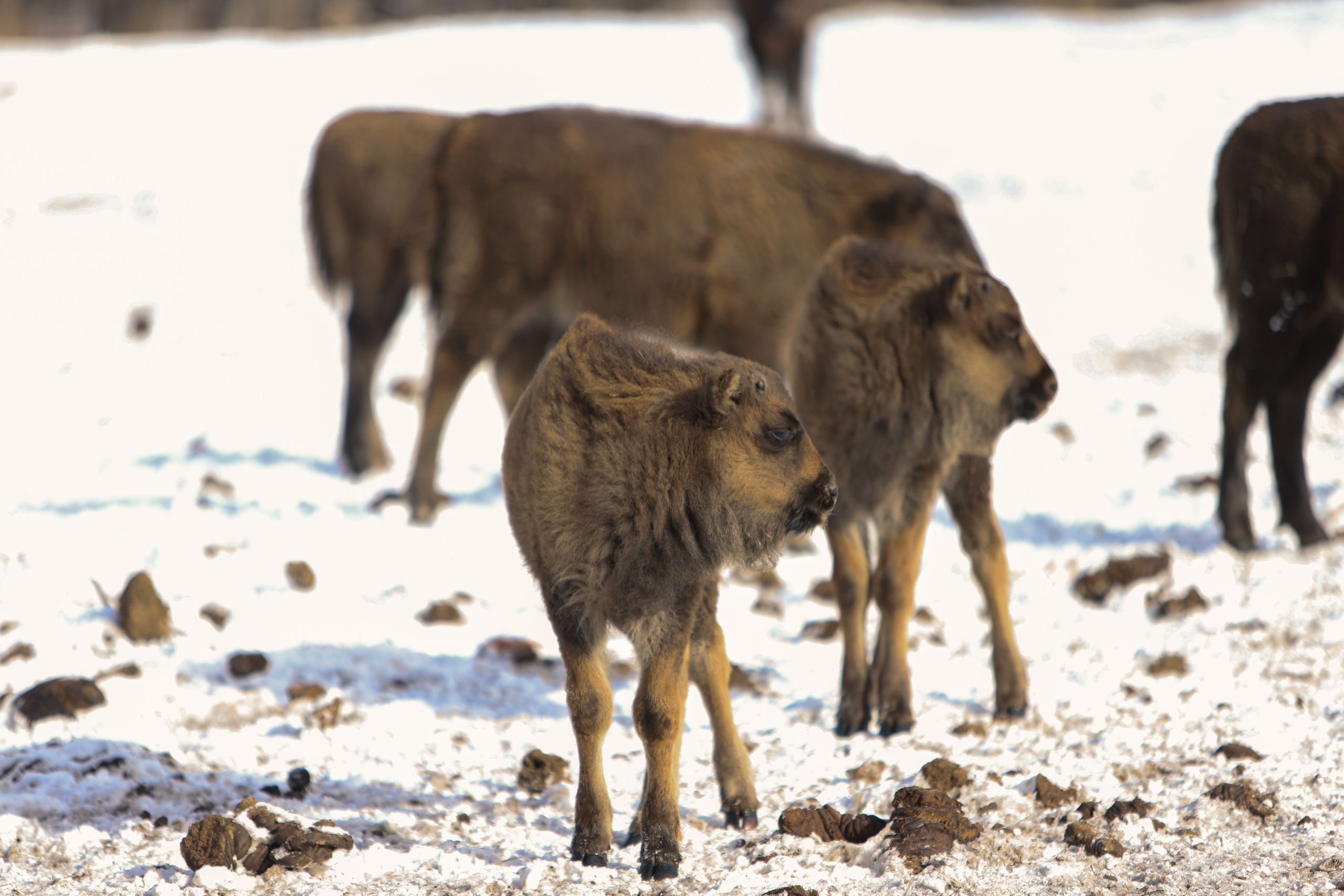 Брянский лес. «Книжка с картинками» Фотограф Наталья Цыбина