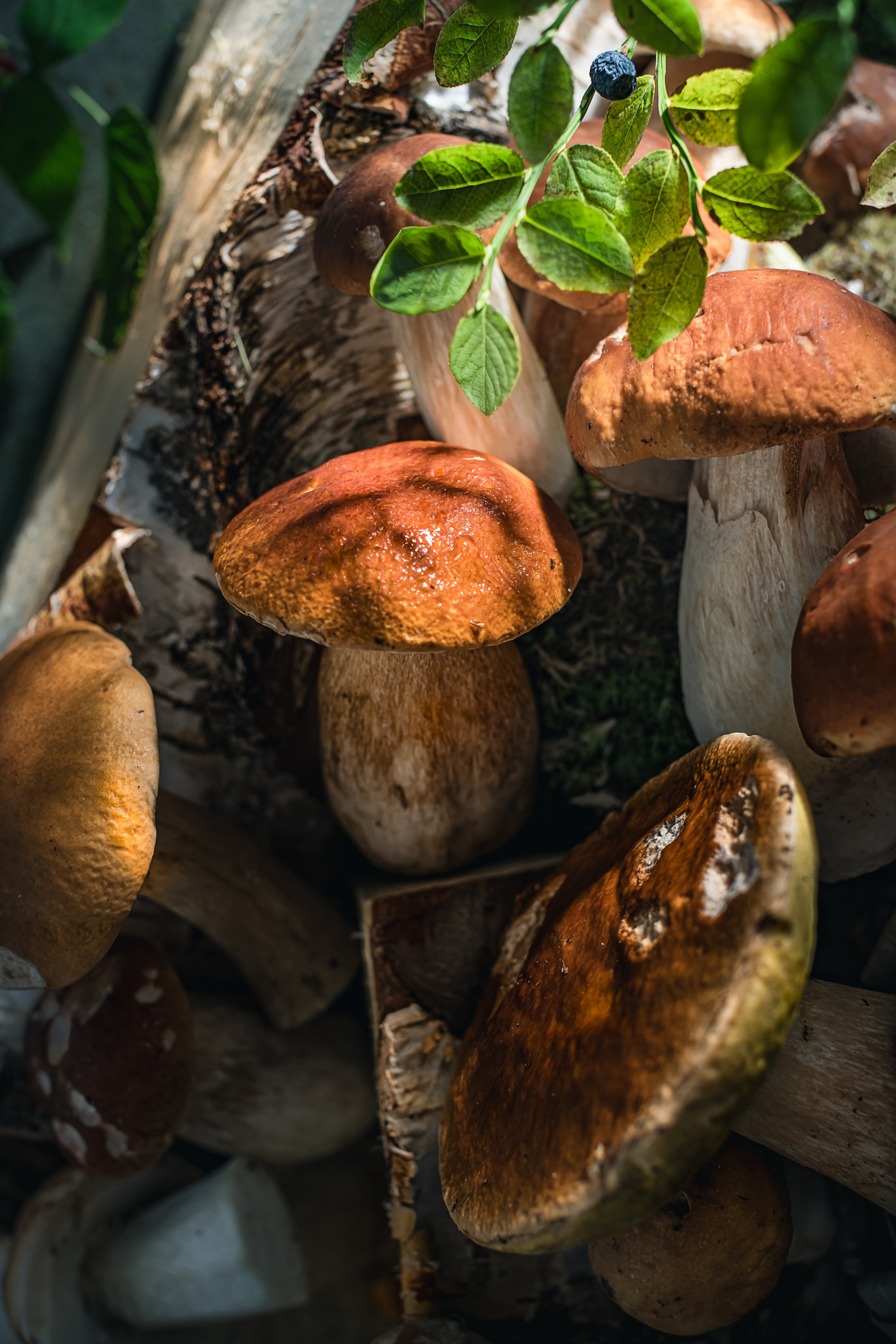 Mushrooms stories «Поляна белых». Foodie Stories (гастрономические истории) рекламная фуд-фотосъёмка, Москва