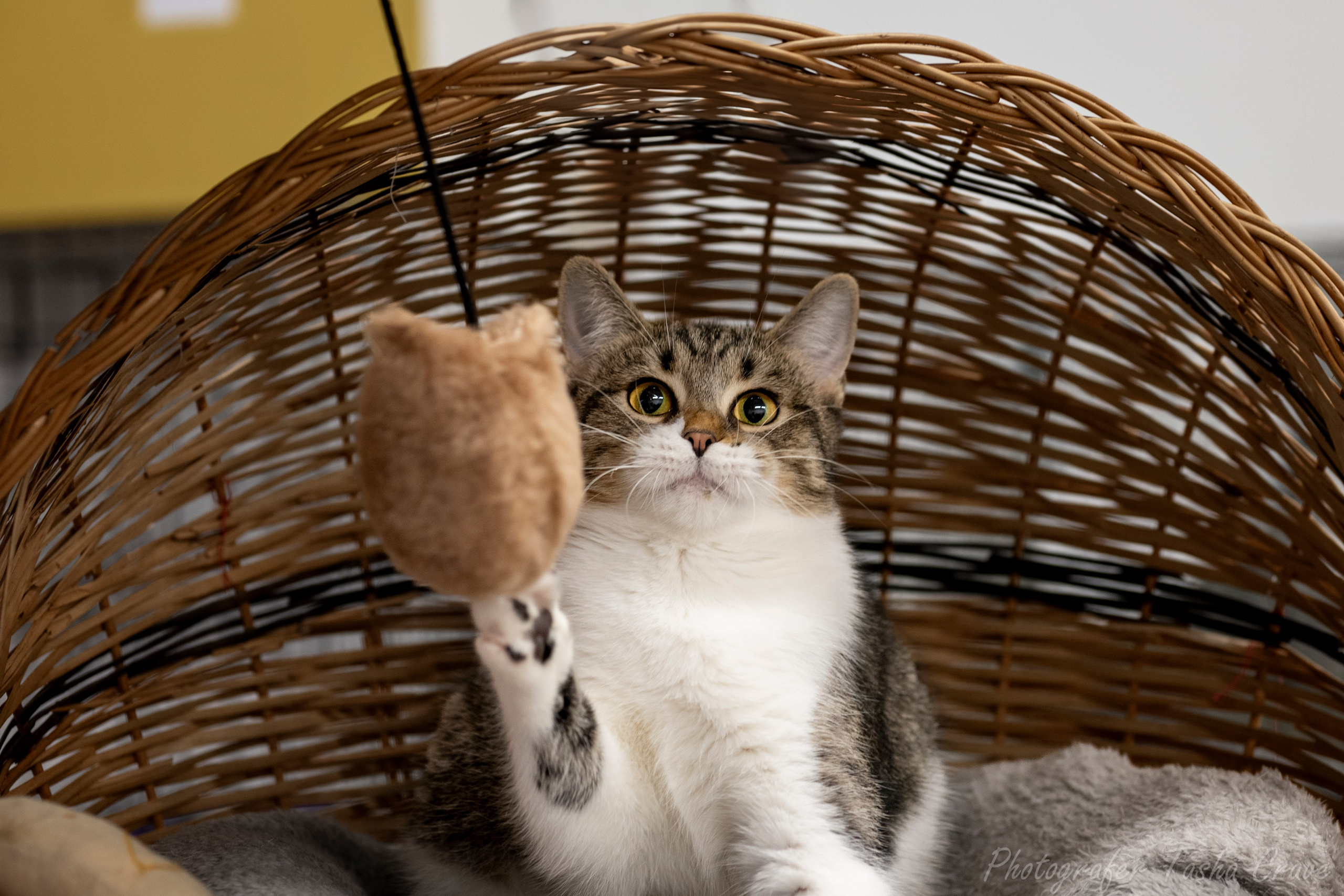 Фотограф анималист в Санкт-Петербурге Таша Крейв