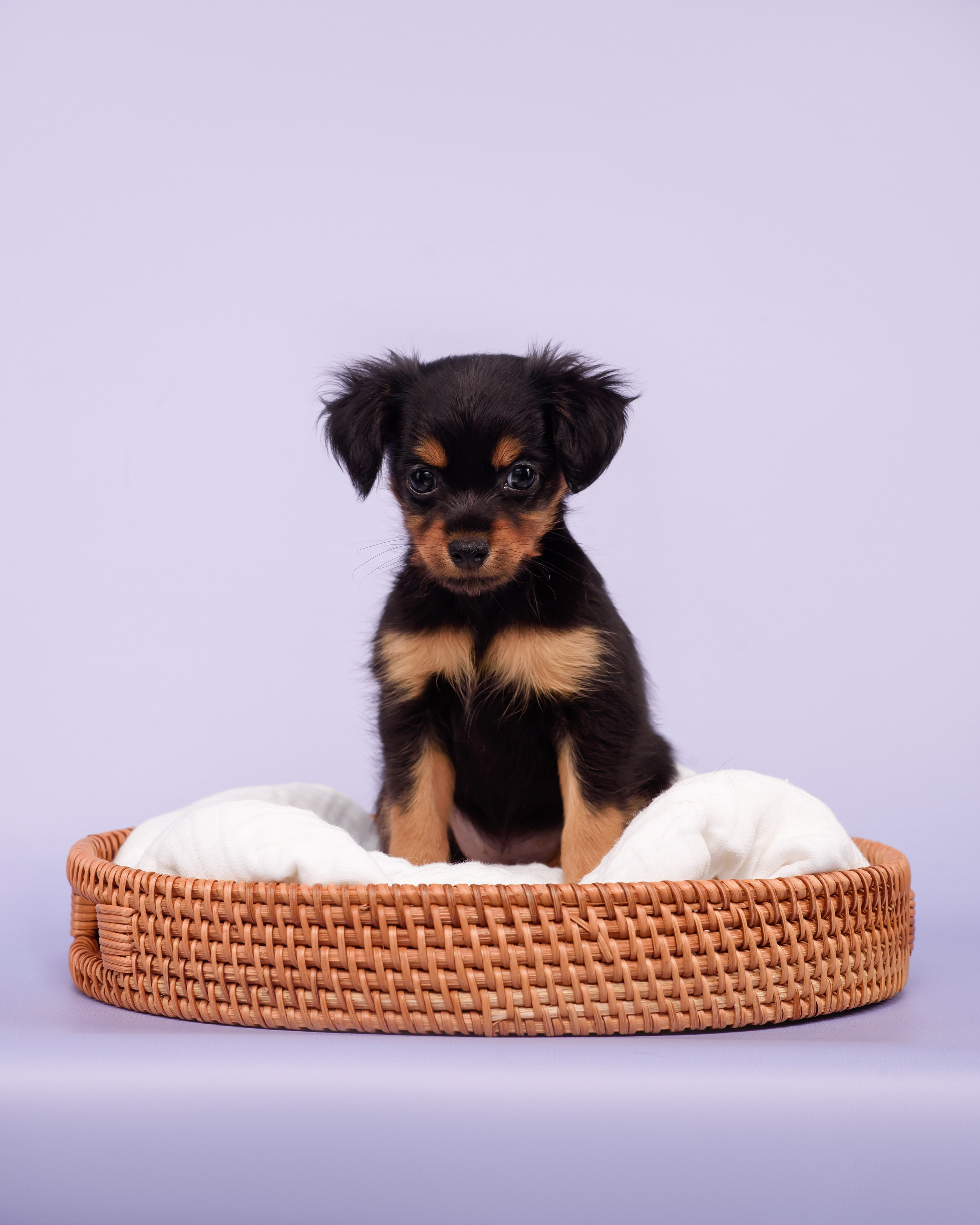 Малыши пражских крысариков — 30.07.2025. Фотограф — Анималист | Анна Абрамова