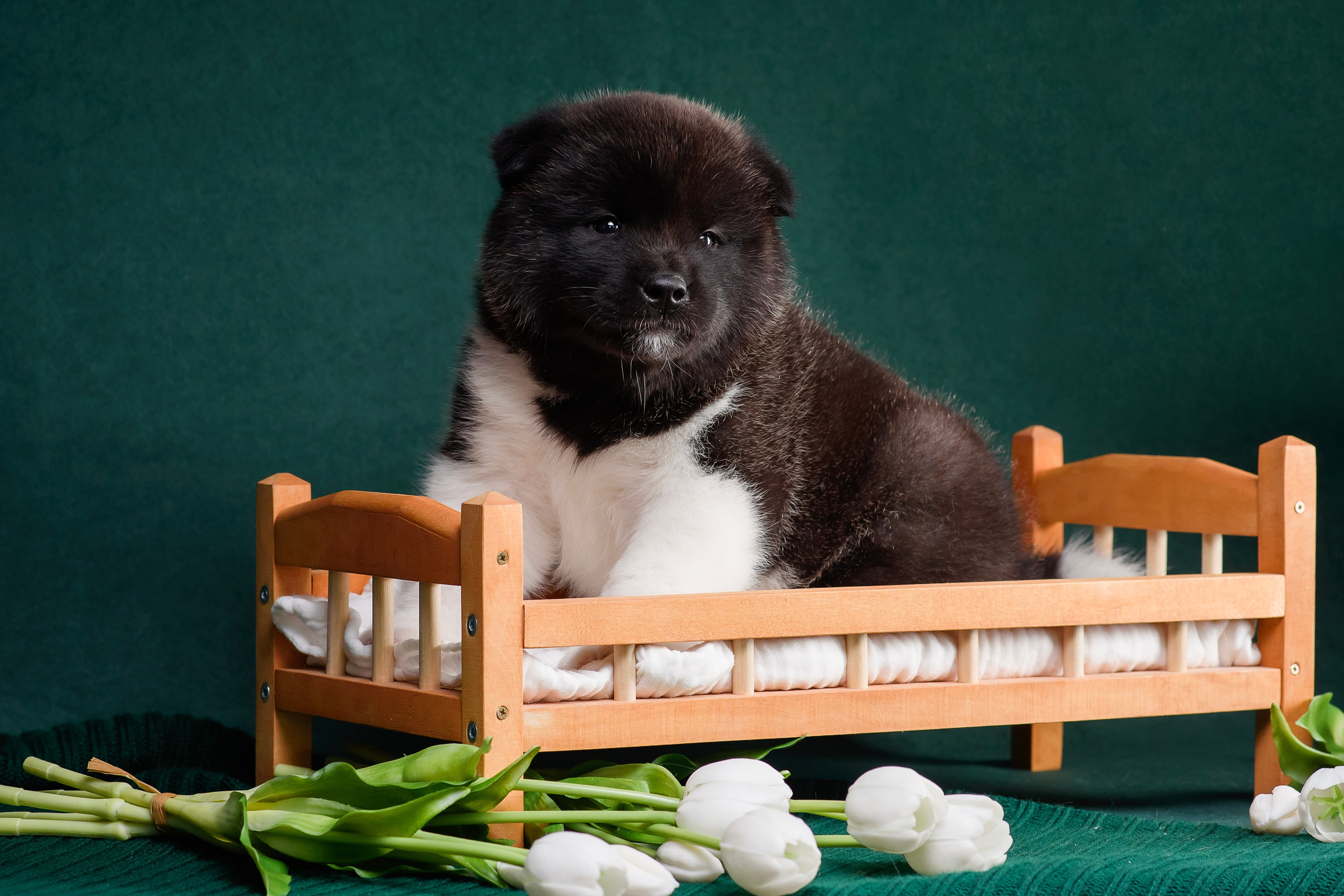 Щенки Американской Акиты. Фотограф — Анималист | Анна Абрамова
