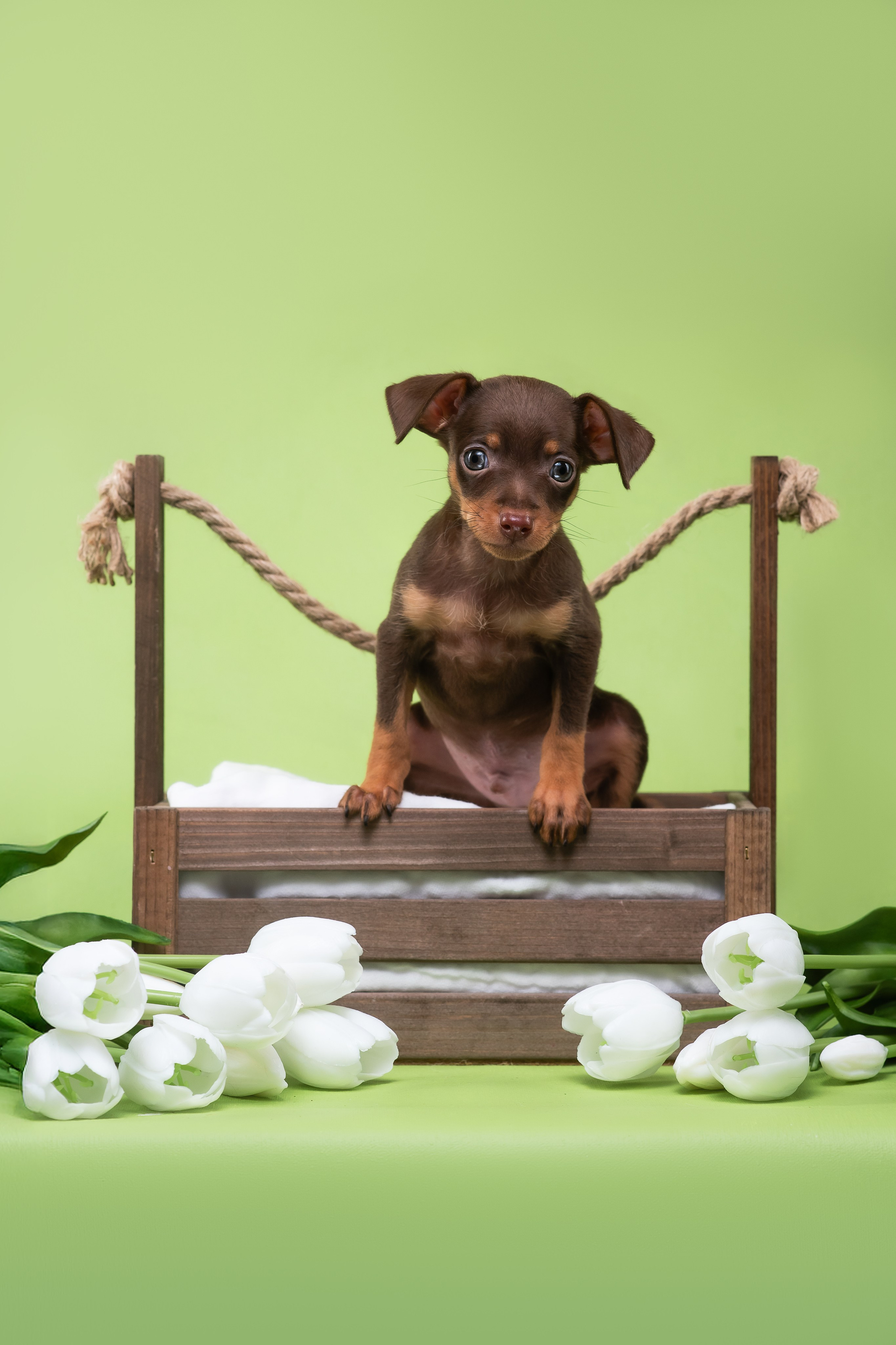 Пражские крысарики — 02.04.2025. Фотограф — Анималист | Анна Абрамова