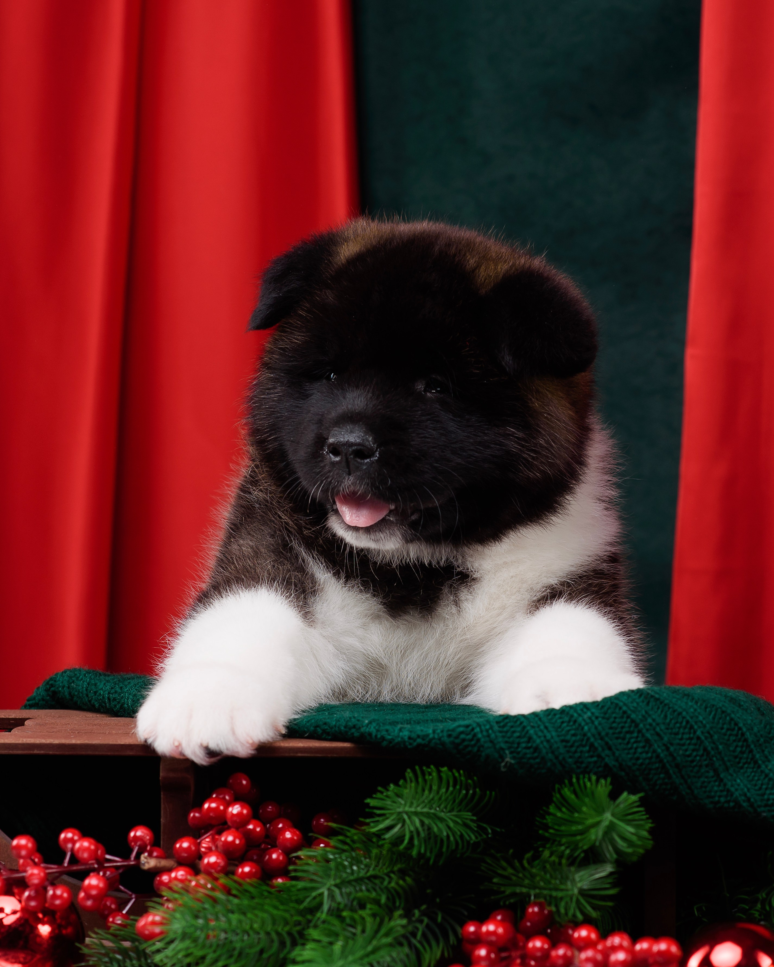 Щенки Американской Акиты. Фотограф — Анималист | Анна Абрамова