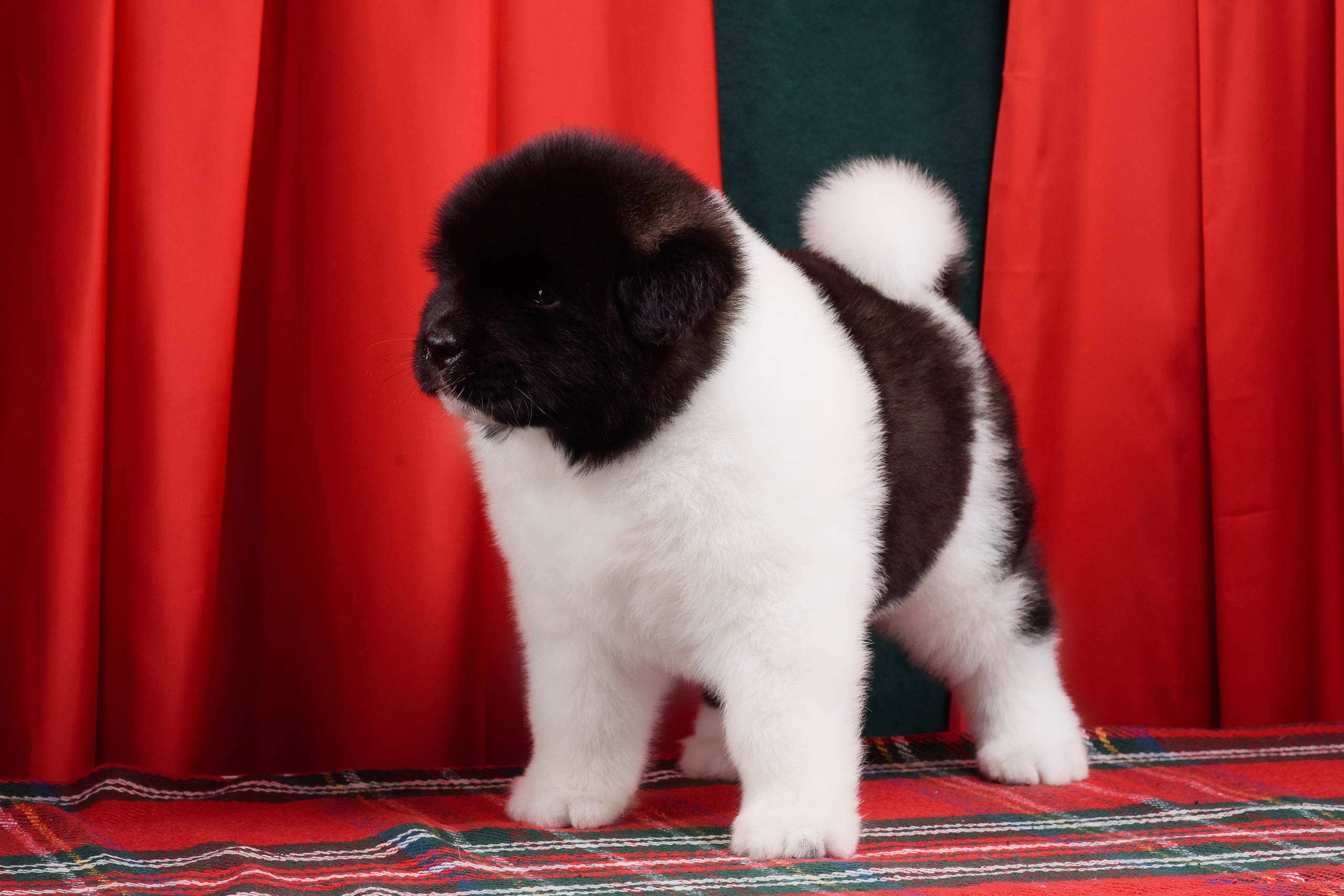 Щенки Американской Акиты. Фотограф — Анималист | Анна Абрамова