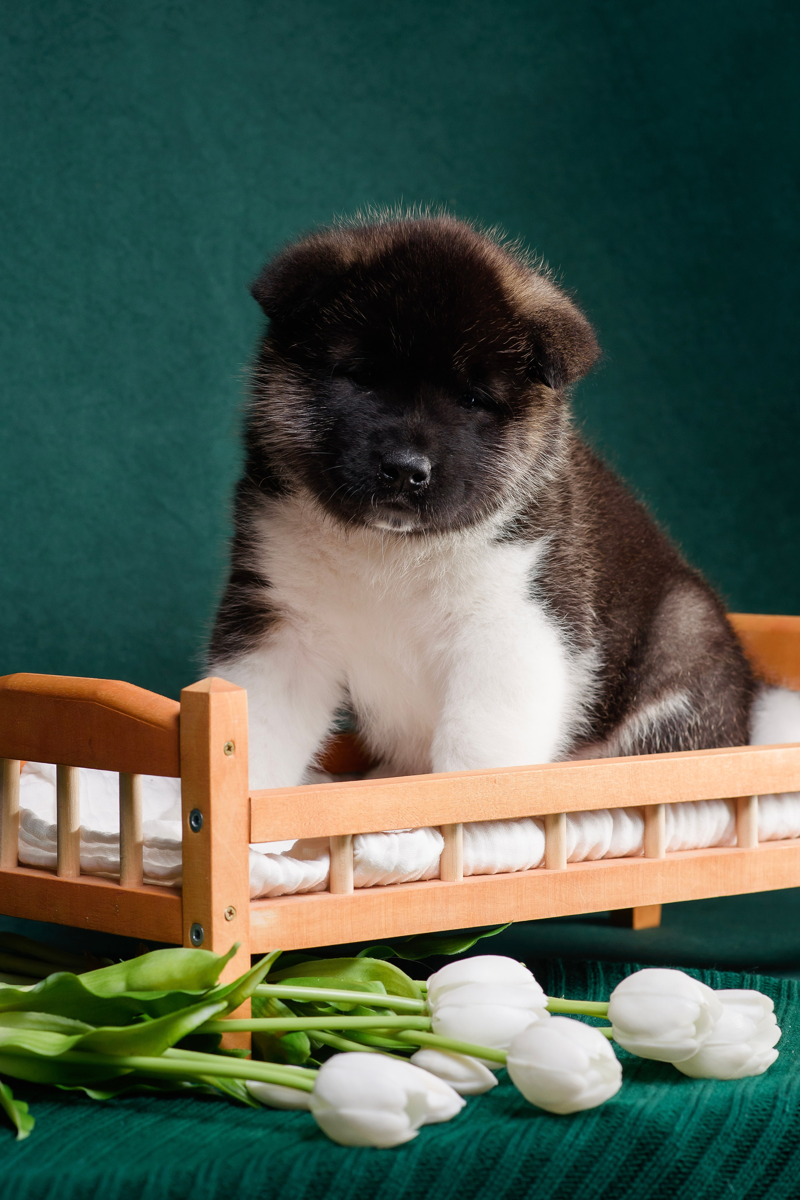 Щенки Американской Акиты. Фотограф — Анималист | Анна Абрамова
