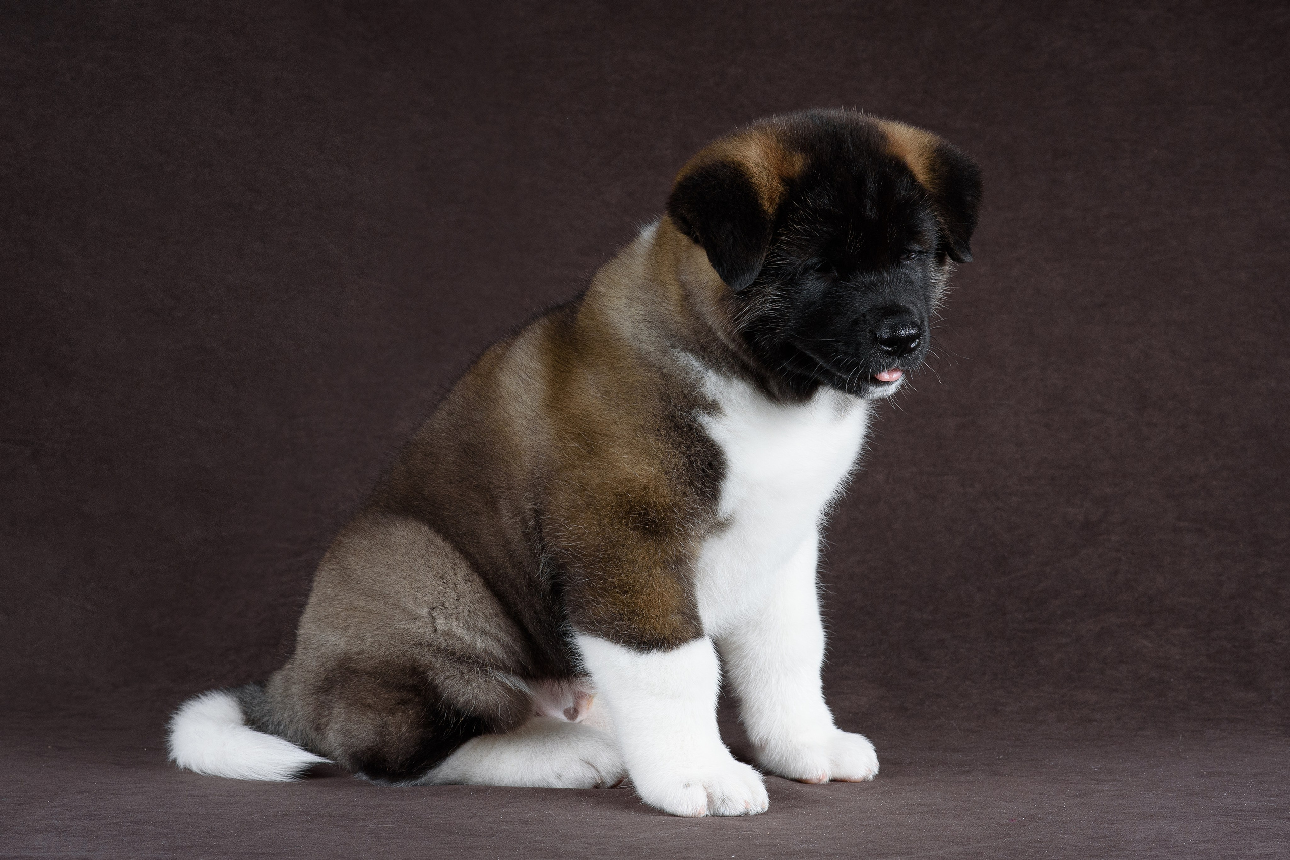 Щенки Американской Акиты (GRAND AMAK) Цезарь и Ника — 15.03.2024. Фотограф — Анималист | Анна Абрамова