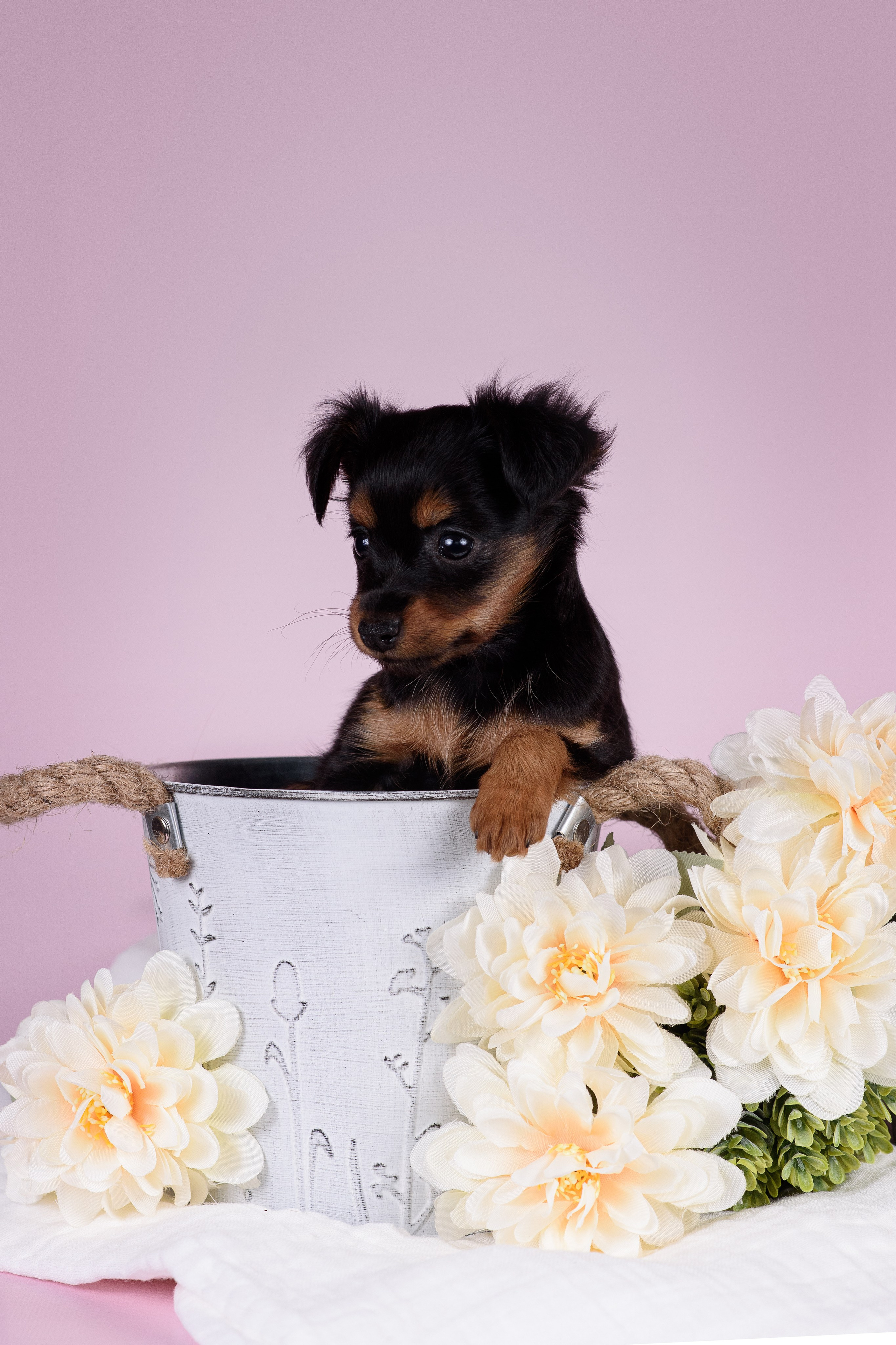 Щенки Пражских крысариков -13.04.2024. Фотограф — Анималист | Анна Абрамова