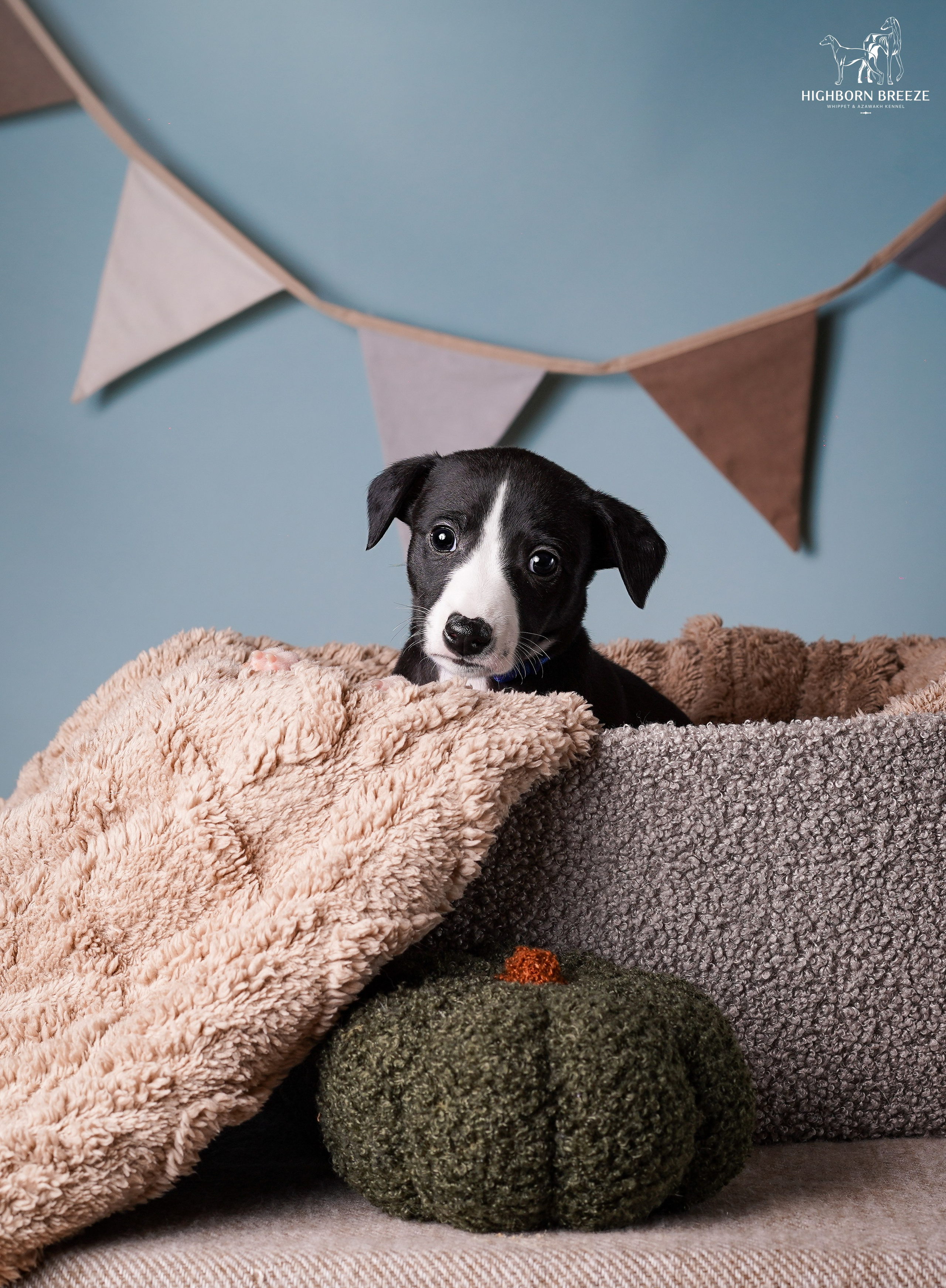 Щенки уиппета. Фотограф-анималист в Санкт-Петербурге Яна Мартынова