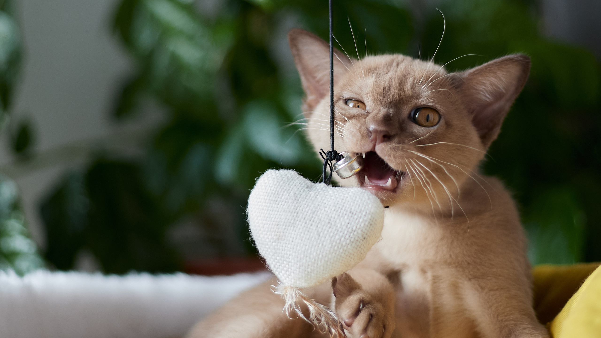 Питомник «Bouncy Life»