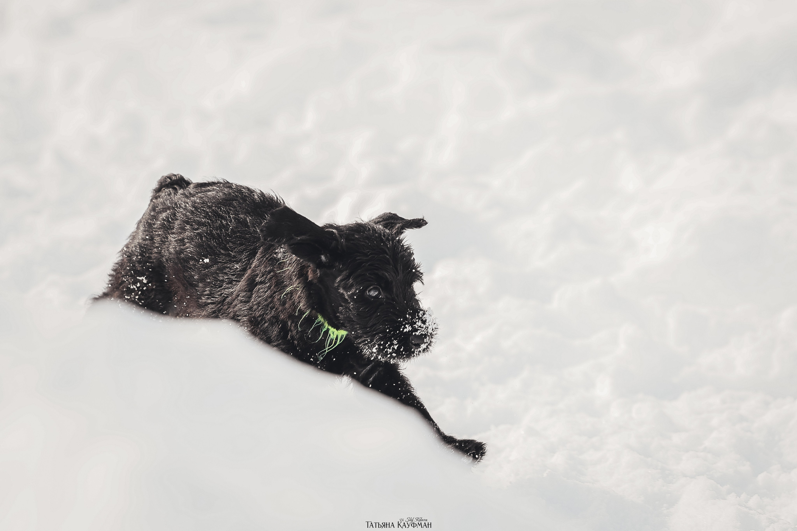Ризеншнауцер, щенки ризеншнауцера, купить ризеншнауцера, купить щенка, ризеншнауцер Новосибирск, фотосъемка щенков, фотосессия собак, заказать фотосессию, фотографии щенков, сфотографировать щенка, фотограф Анималист, фотограф собак Новосибирск, фотограф анималист Новосибирск